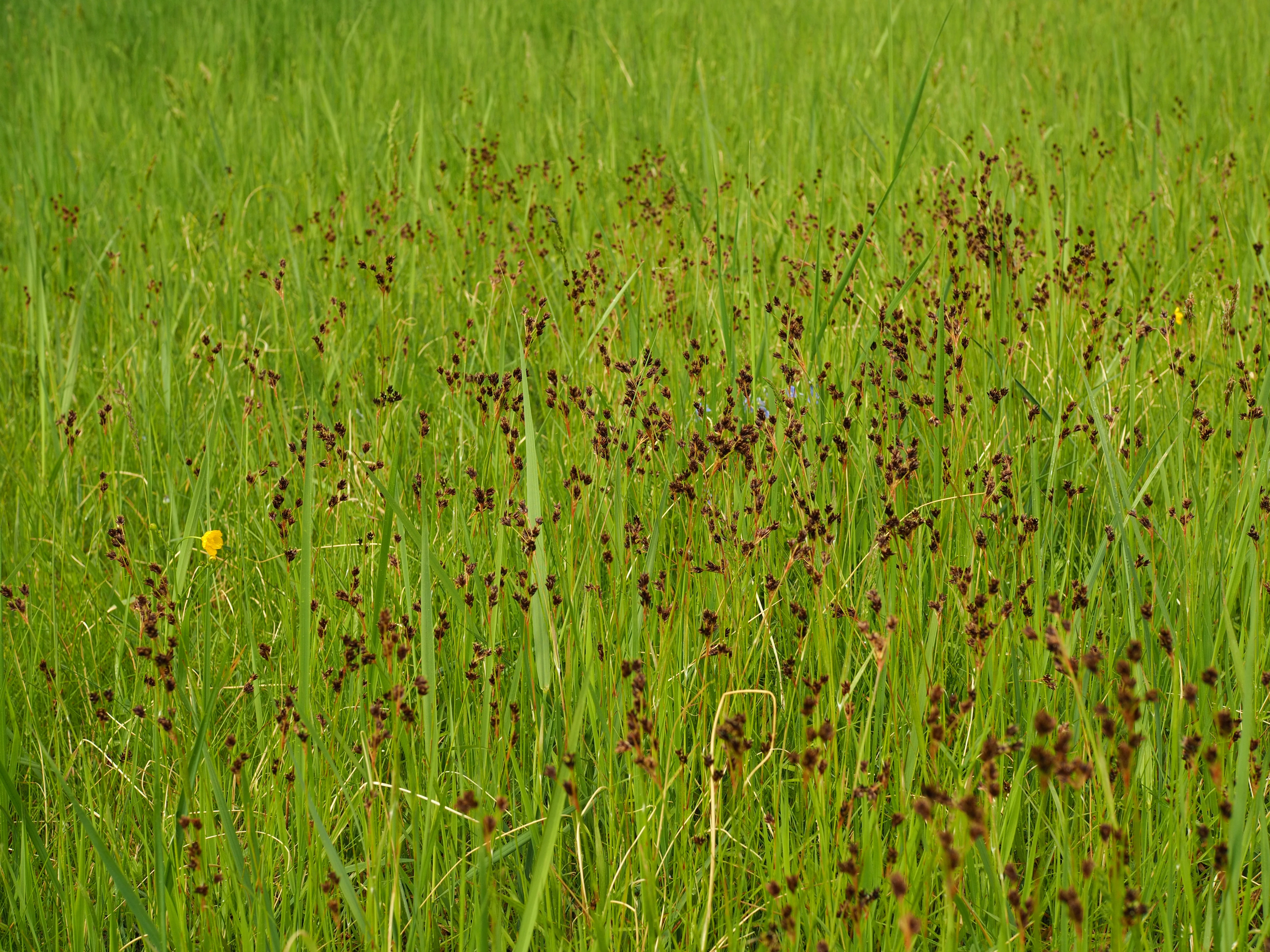 A field of tall green grasses featuring numerous small, dark reddish-brown seed heads or flowers scattered throughout, with one bright yellow flower visible on the left.