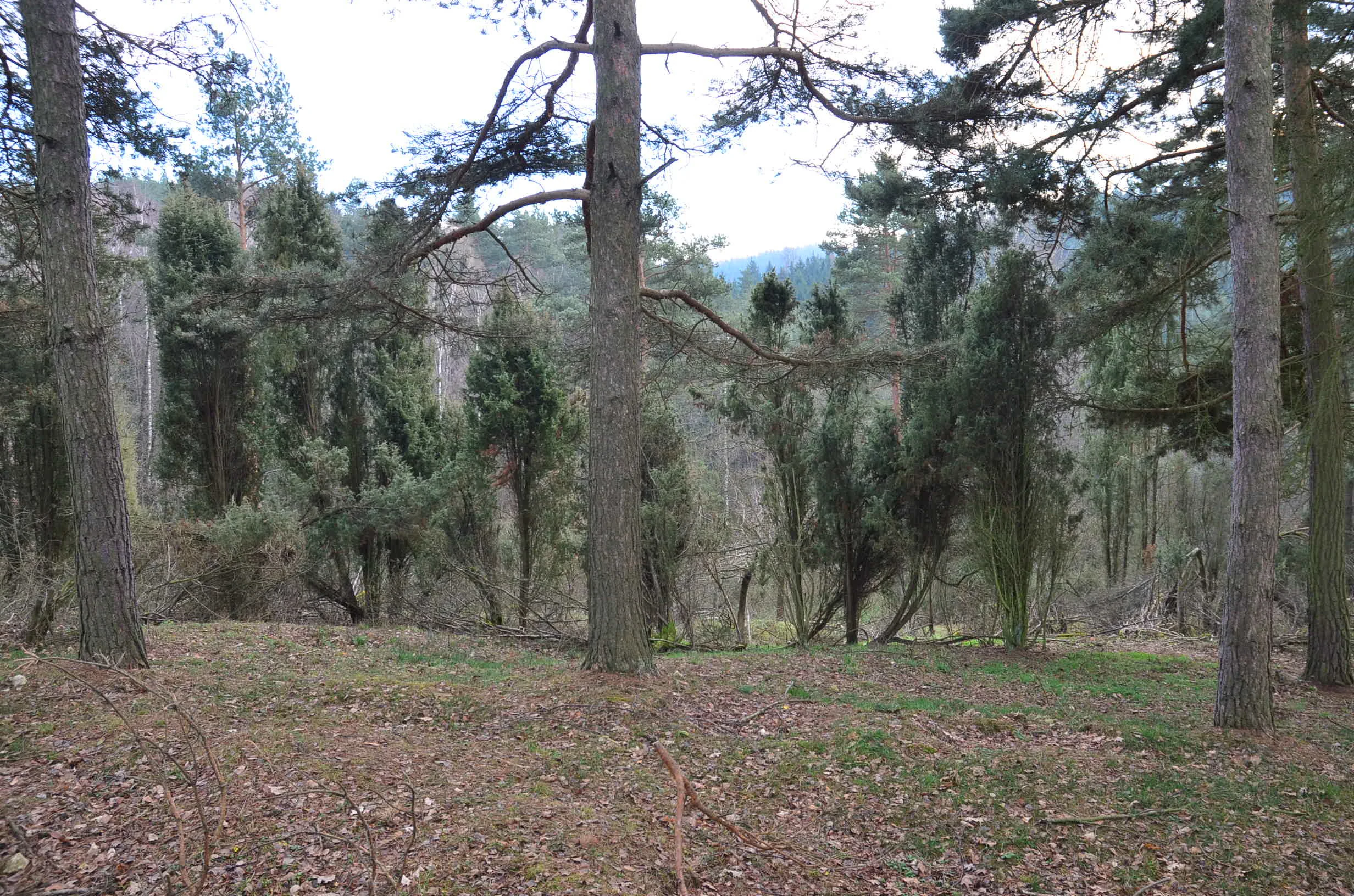 A view of a wooded area at Na ostrově Natural Monument showing several tall pine trees and shorter, dense common juniper bushes on a leaf-covered forest floor.