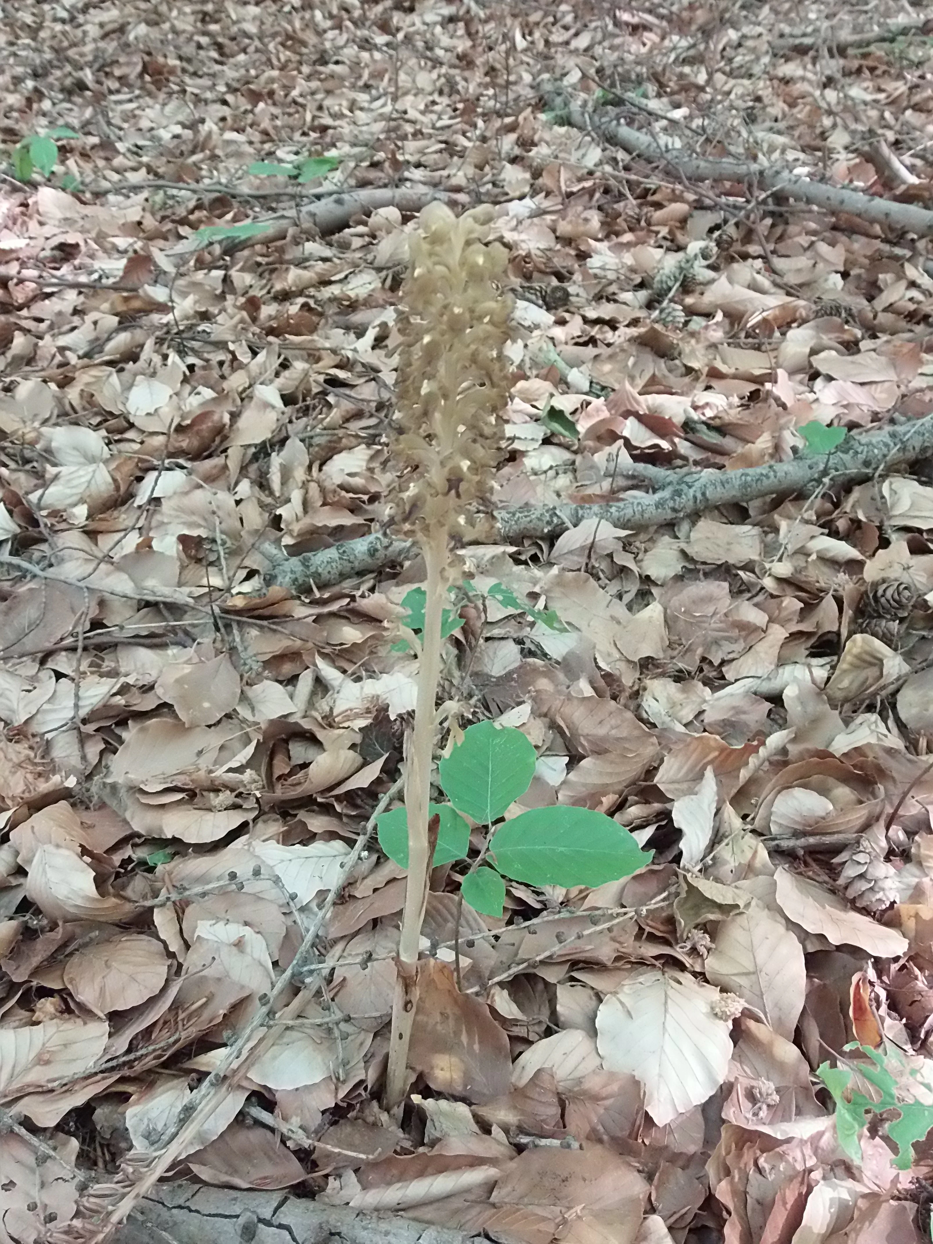 A pale brown Bird's nest orchid plant standing upright in a bed of dry, fallen deciduous leaves on a forest floor.