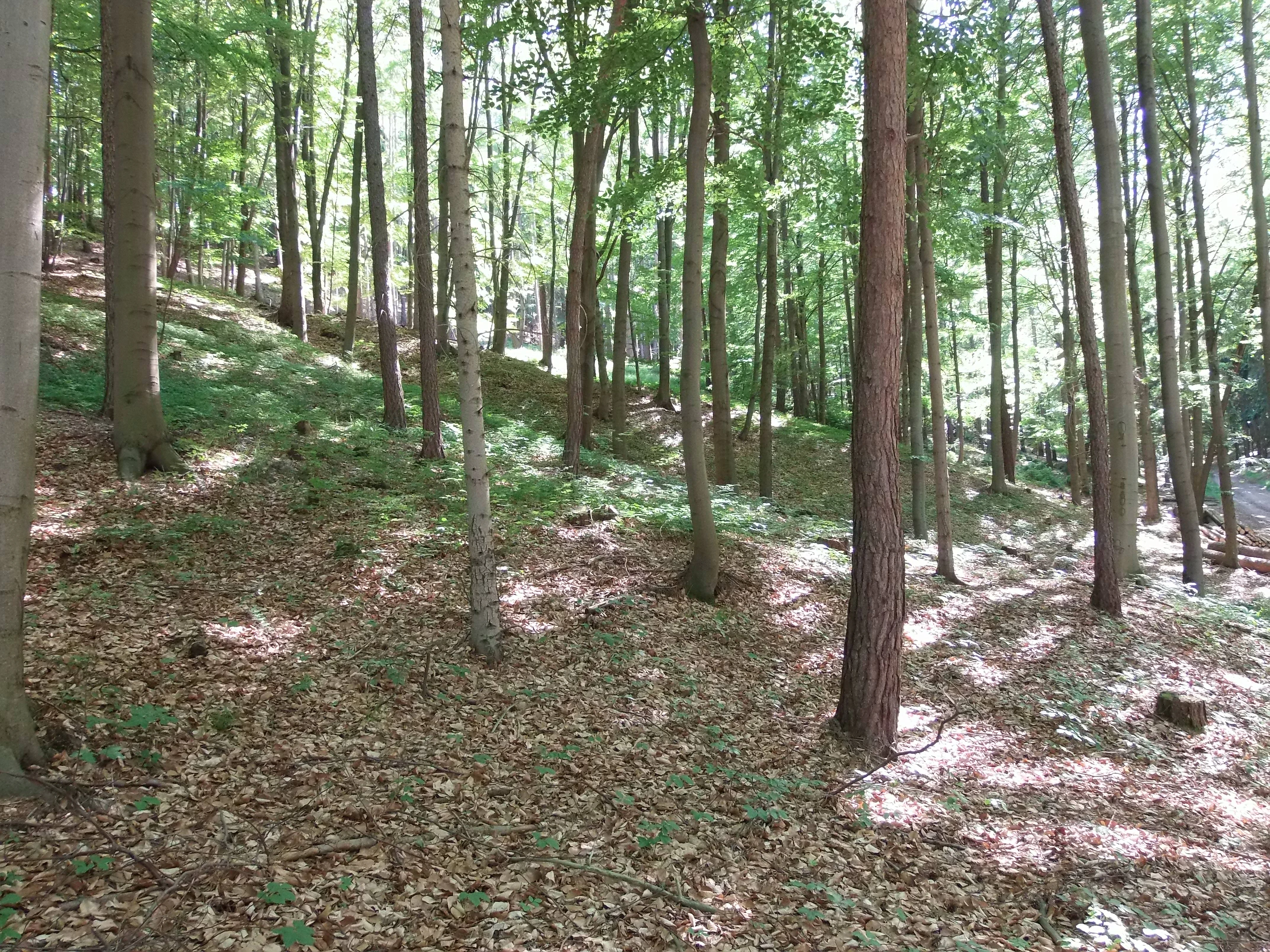 A view into a deciduous forest with tall tree trunks, dappled sunlight, and a floor covered in fallen brown leaves.