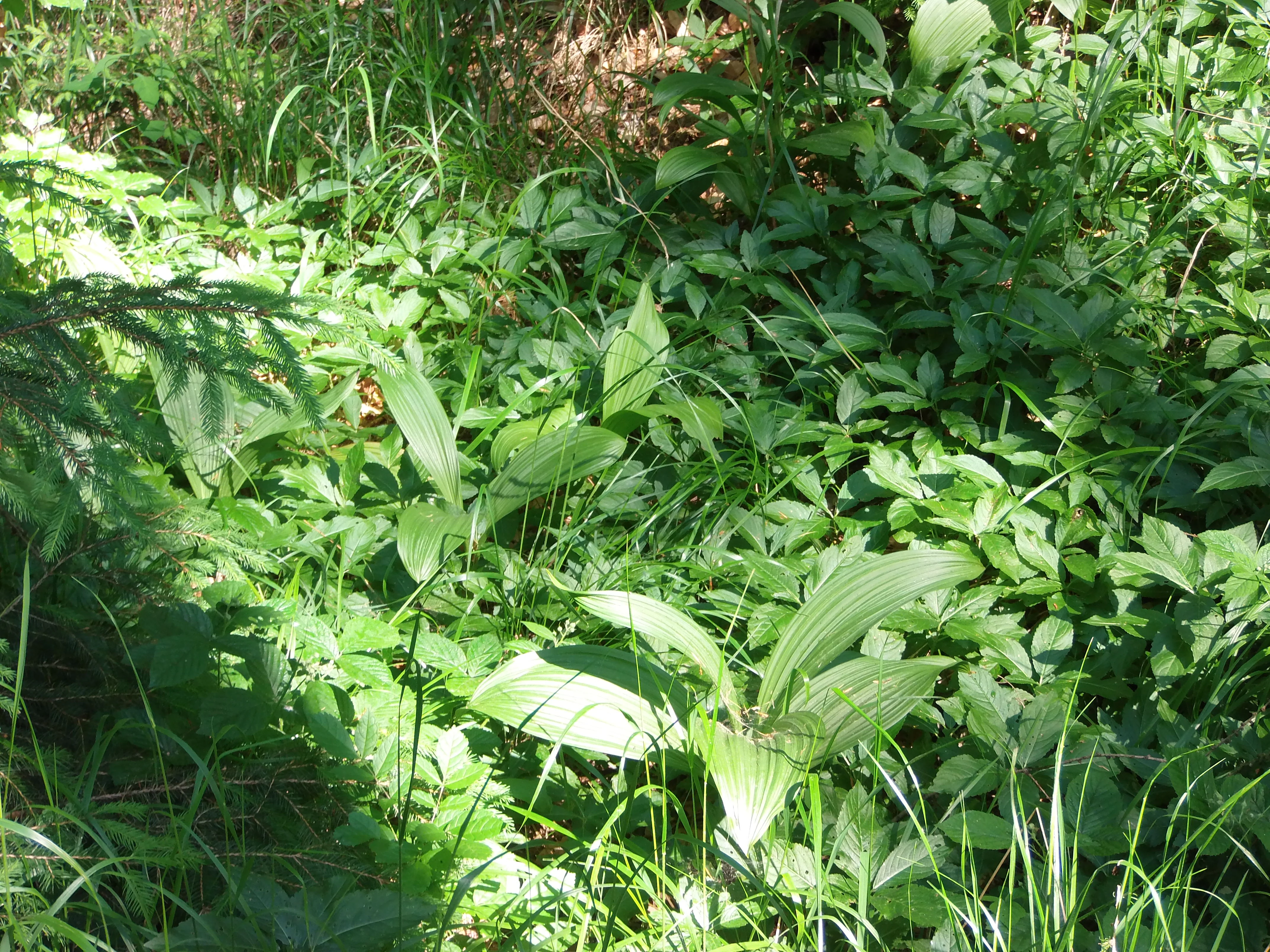 Dense green undergrowth featuring the broad, pleated leaves of black false helleborine (Veratrum nigrum) on the forest floor.