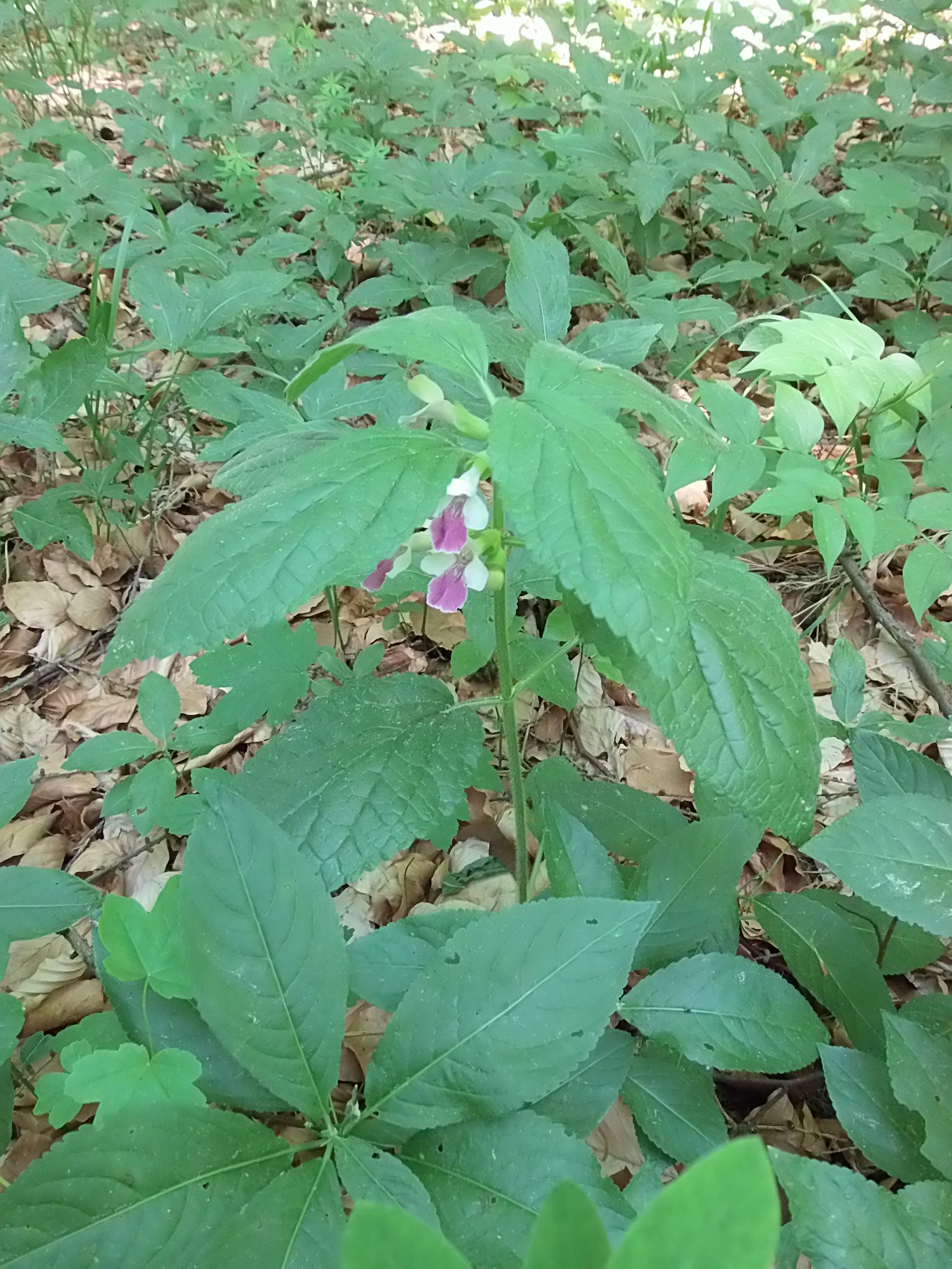 A Bastard balm plant with pink and white flowers growing amidst lush green leaves on a forest floor covered in dead leaves.
