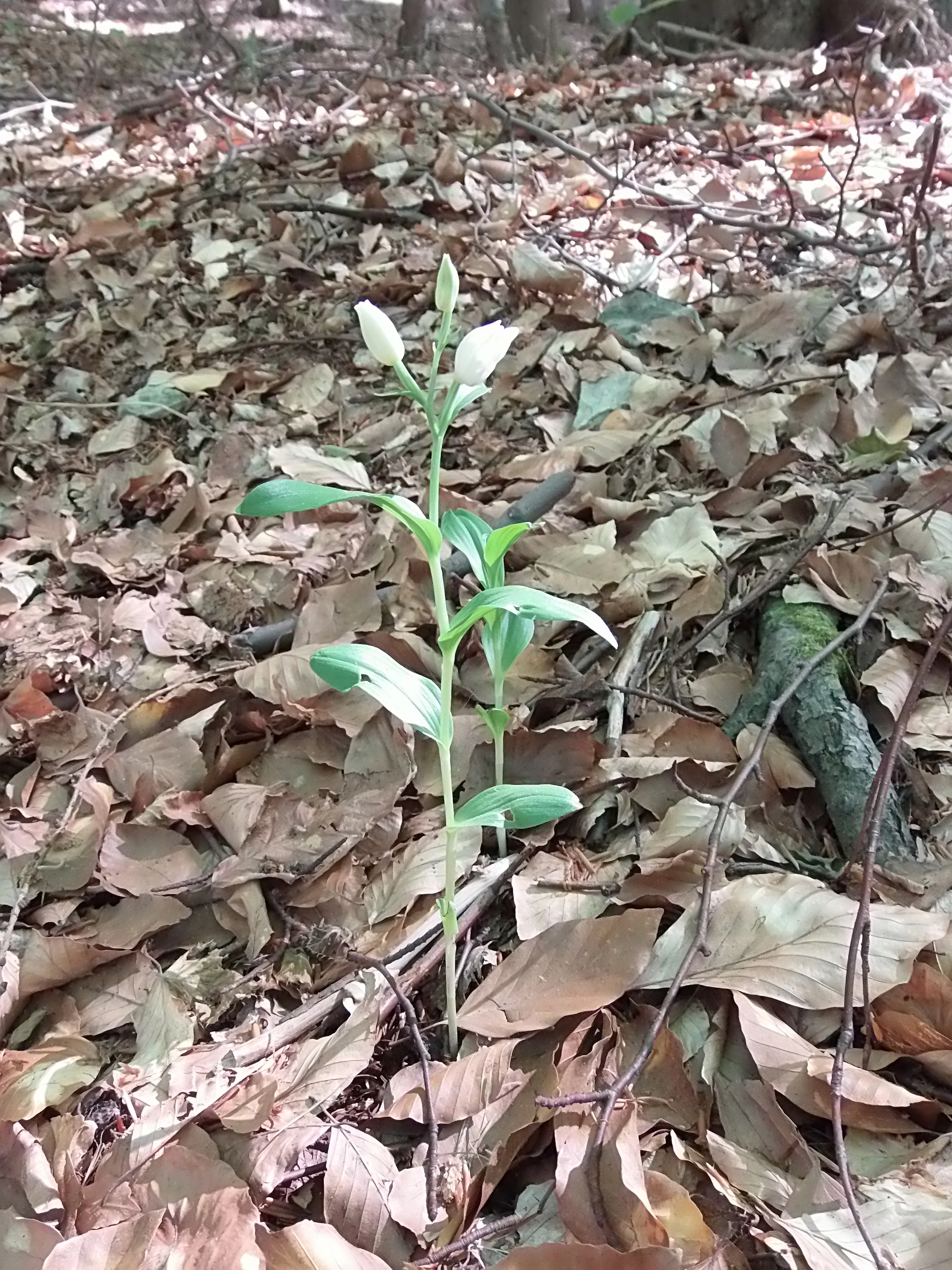 A white helleborine plant with green leaves and small white flower buds rising from a bed of dry fallen autumn leaves in a forest.
