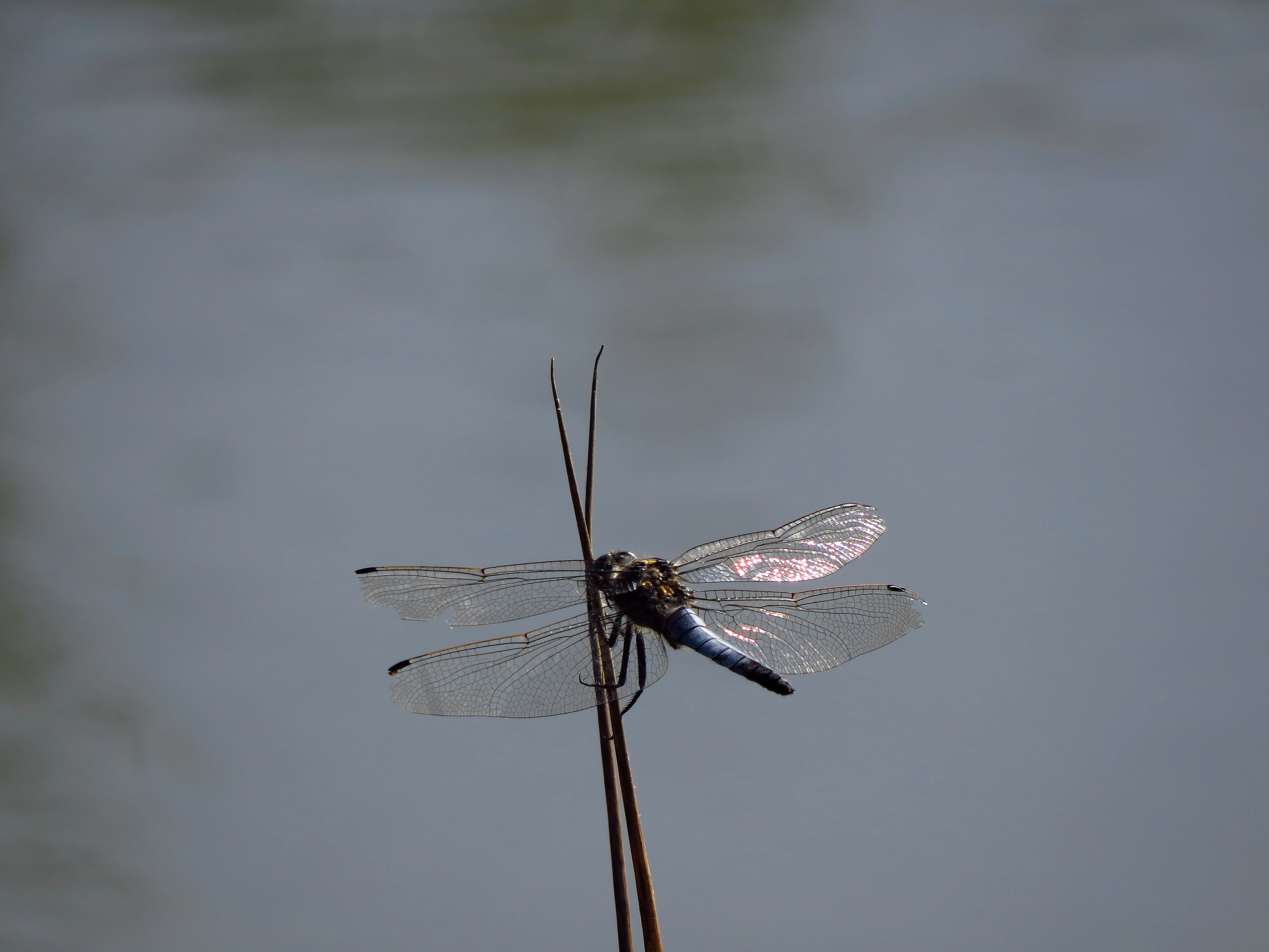 A close-up view of a blue and black dragonfly perched on a thin, dry blade of grass with a blurred gray water background.