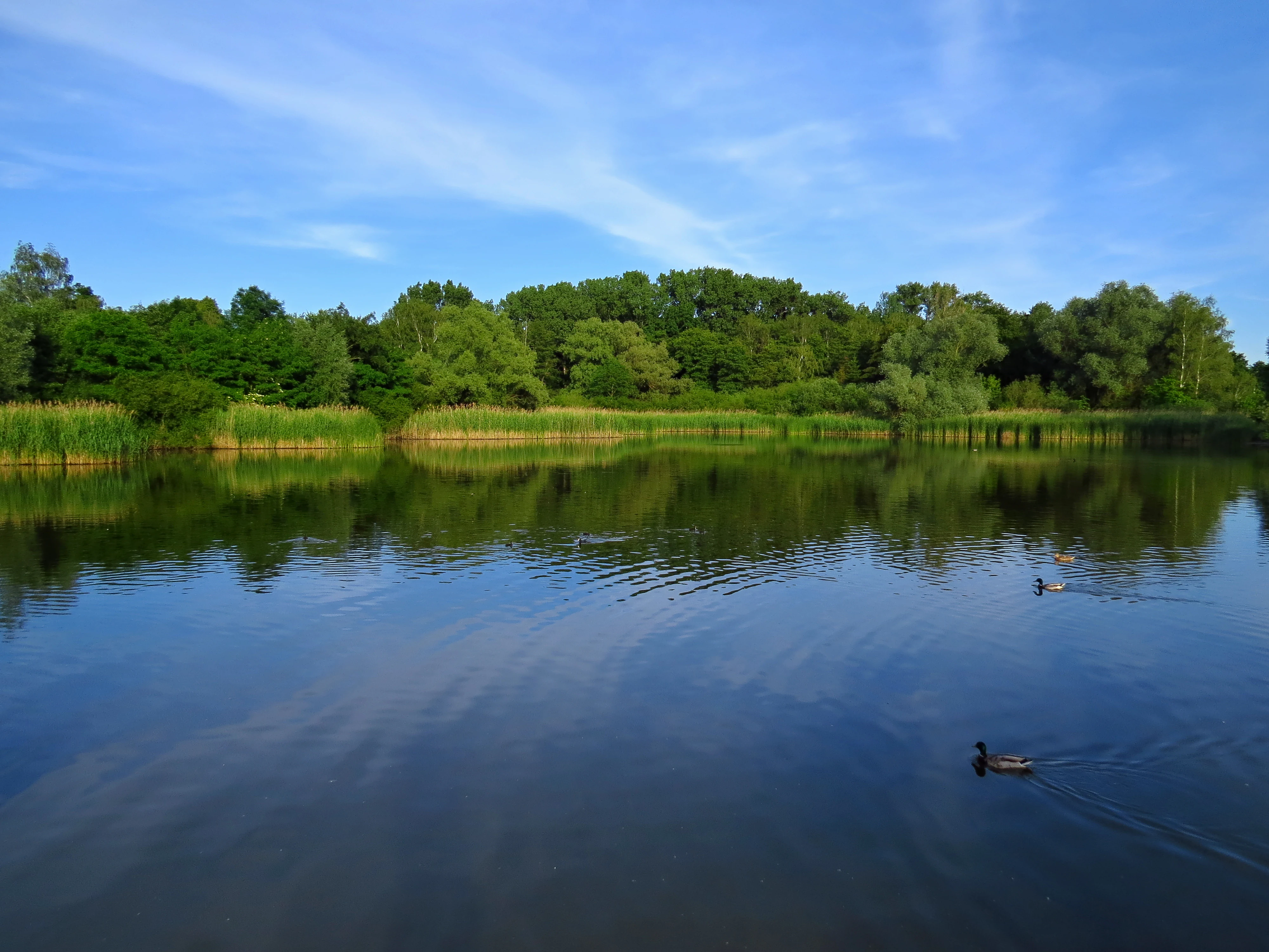 A calm pond surrounded by dense green trees and reeds under a blue sky, with a duck swimming in the foreground.