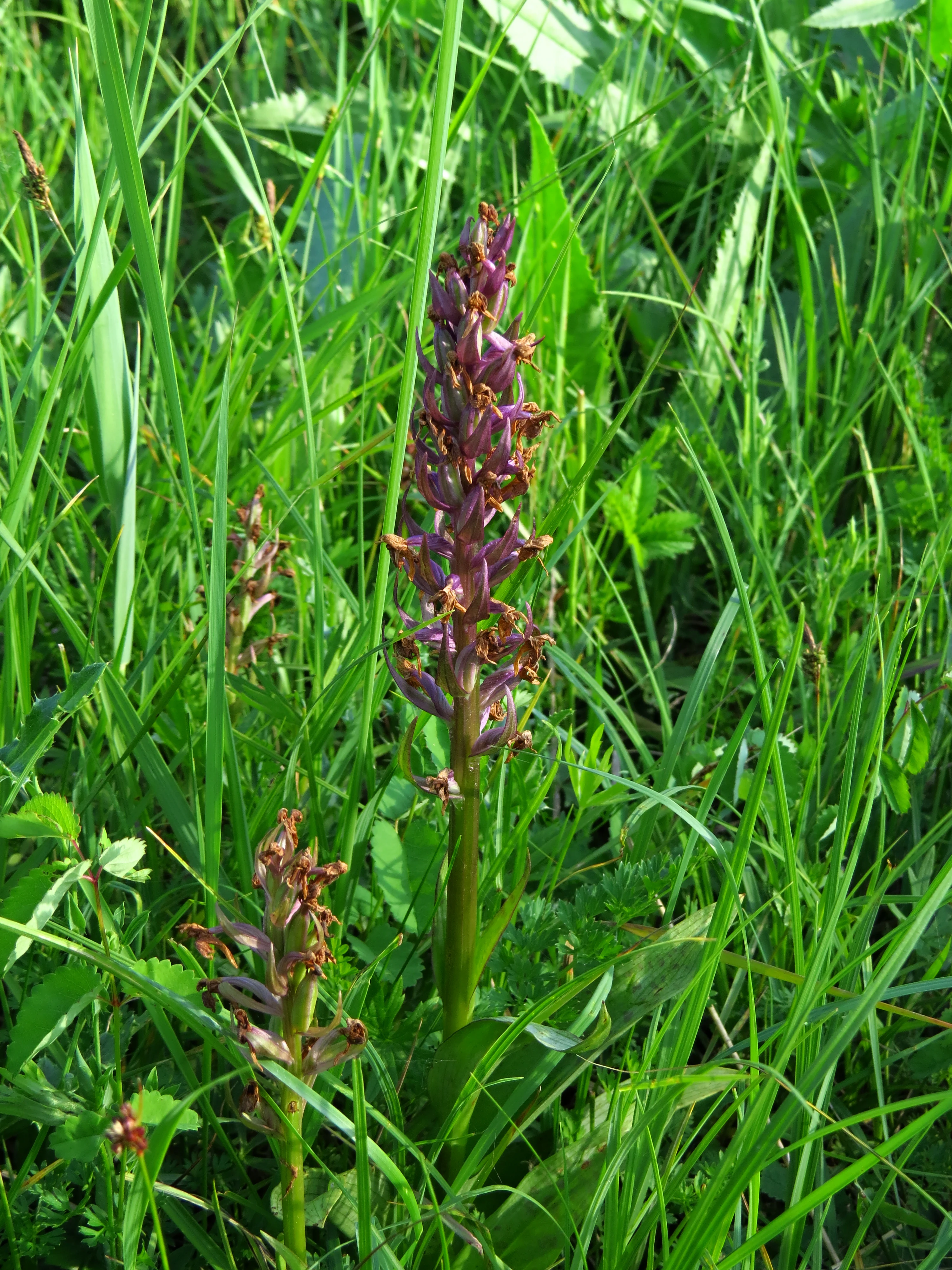 A close up view of two purple orchids emerging from tall green grass in a field.