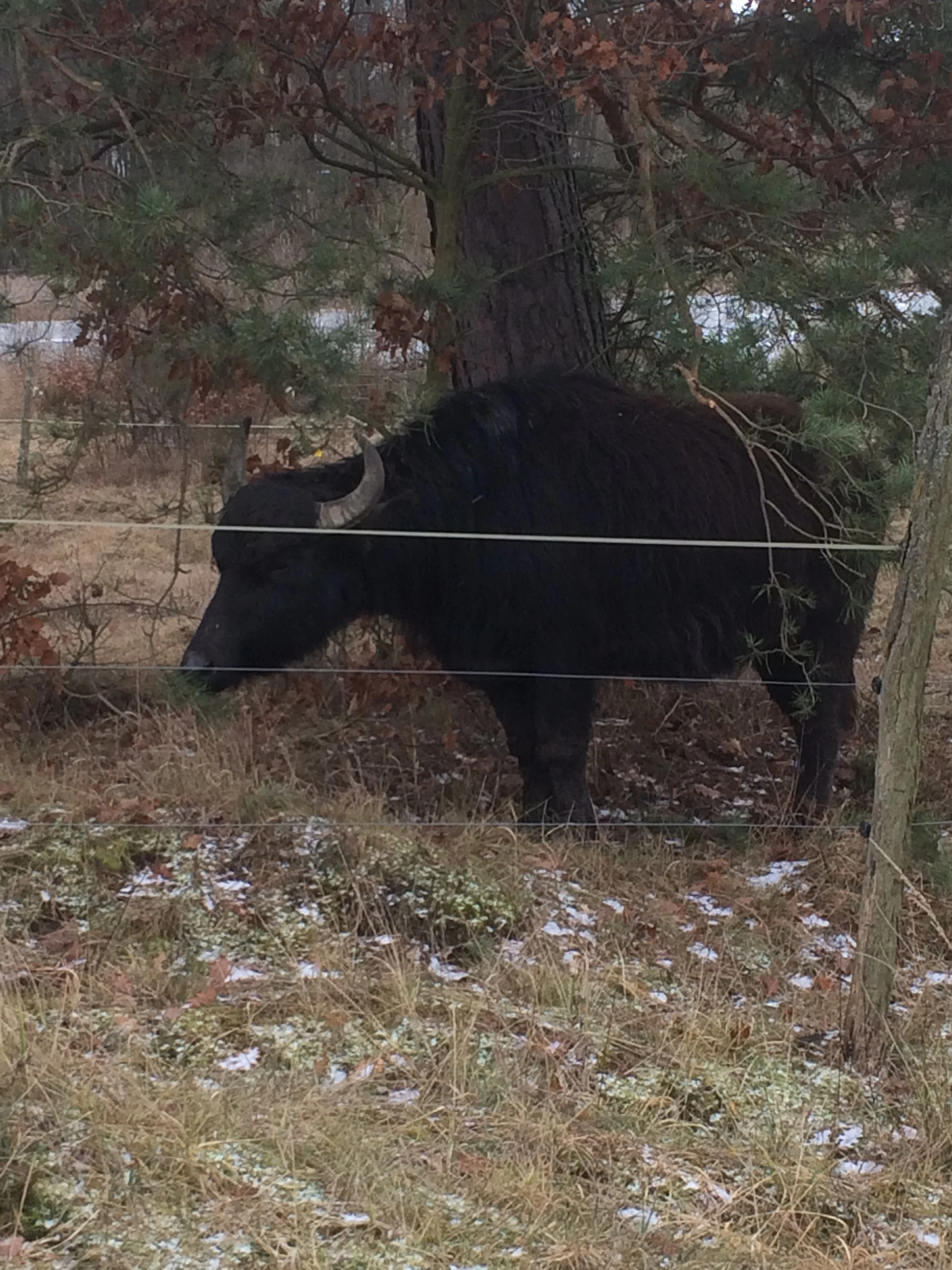 A large, dark water buffalo stands in a grassy area with light snow patches, viewed behind a thin wire fence near a tree.