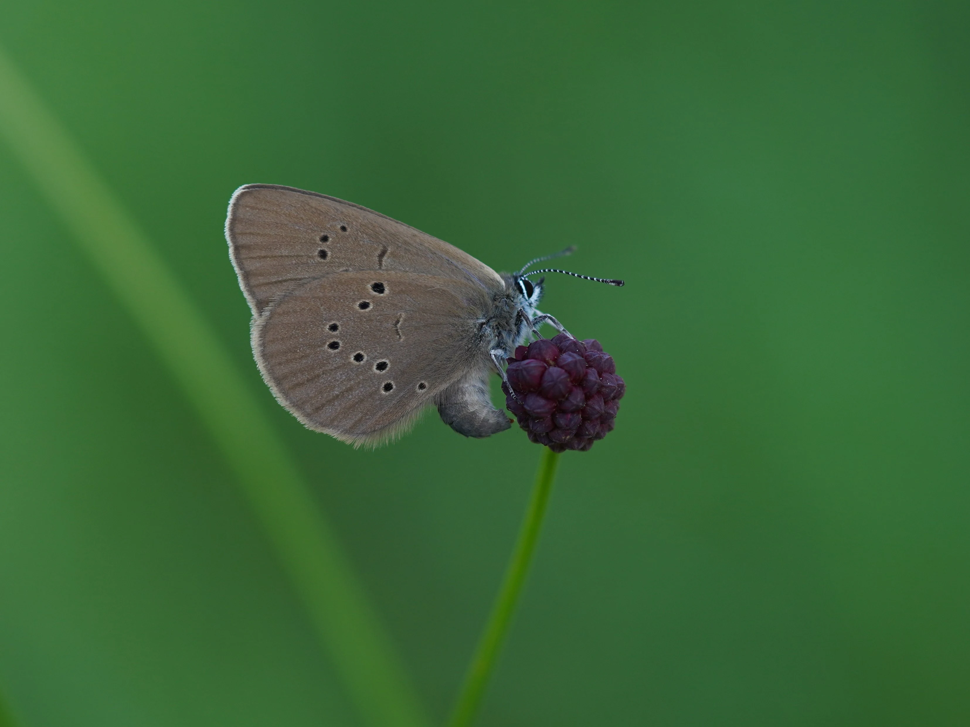 A close-up side view of a brown dusky large blue butterfly resting on a small round purple flower against a blurred green background.