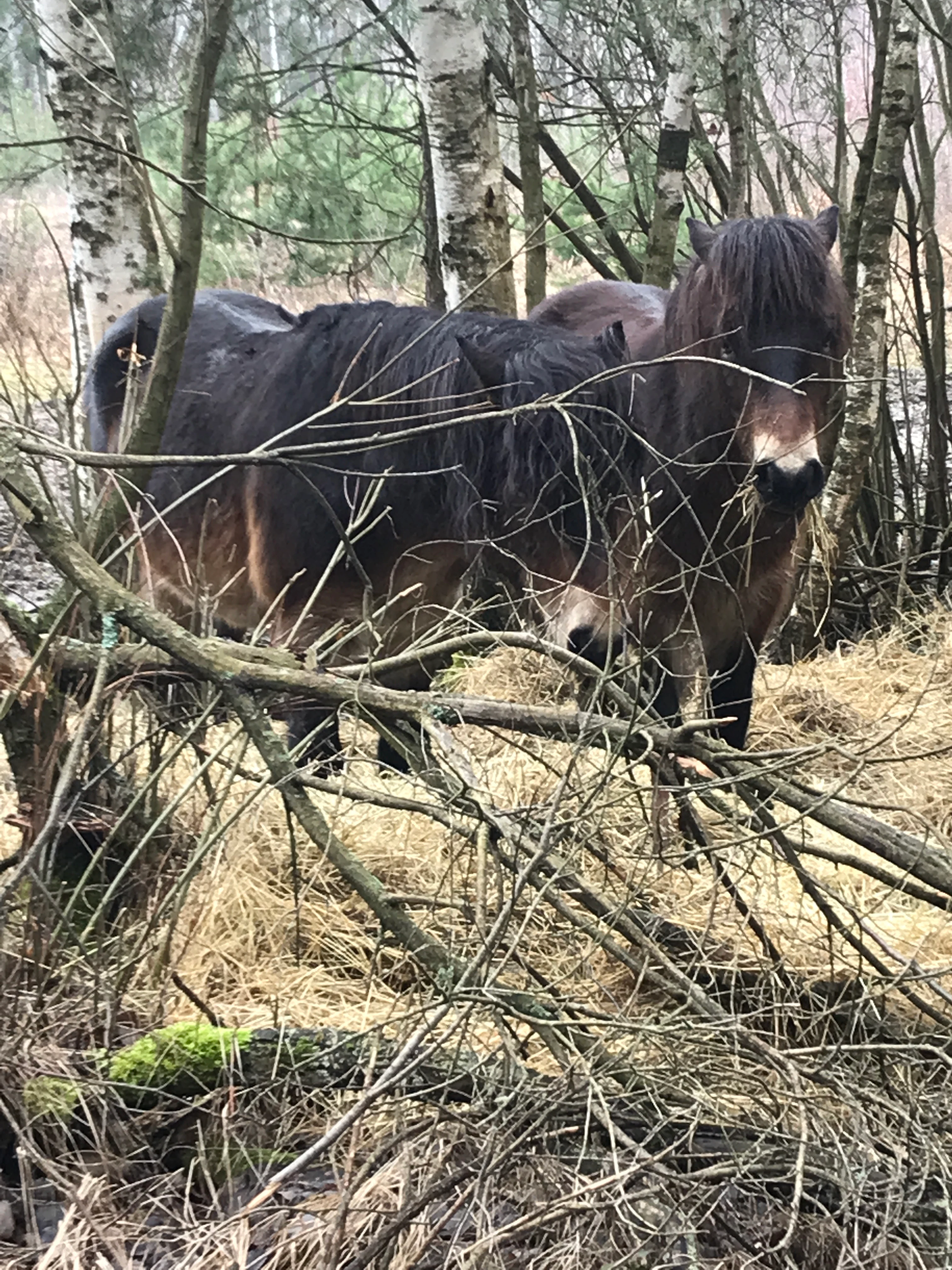 Two dark brown Exmoor ponies standing among birch trees and dry winter vegetation.
