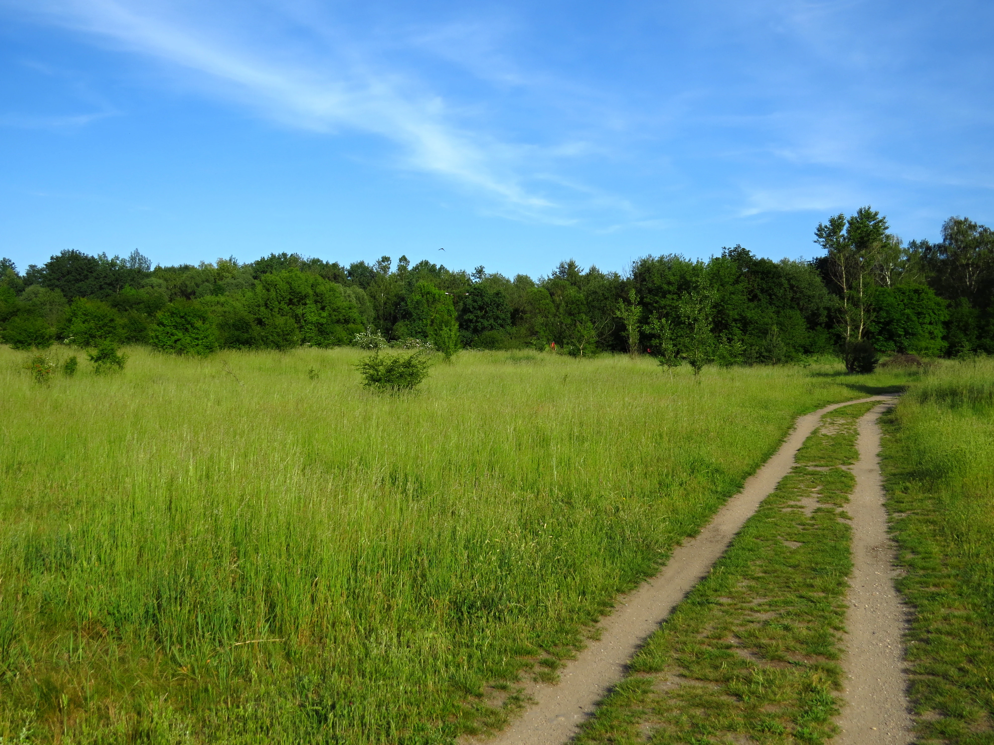 A dirt trail winds through a bright green, grassy meadow toward a treeline under a clear blue sky.