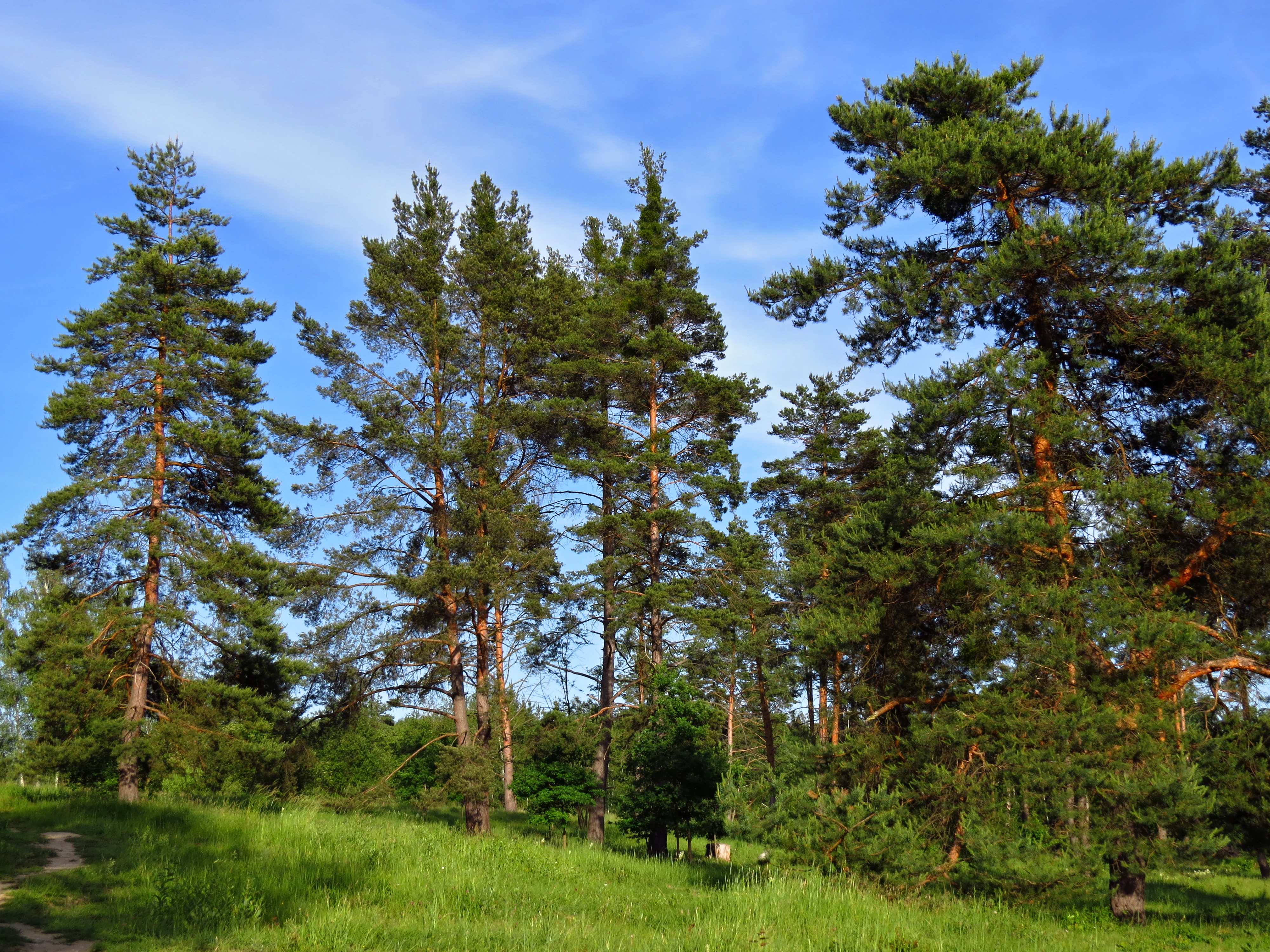 A group of tall, mature pine trees with reddish-brown bark and green needles standing in a grassy meadow under a clear blue sky.