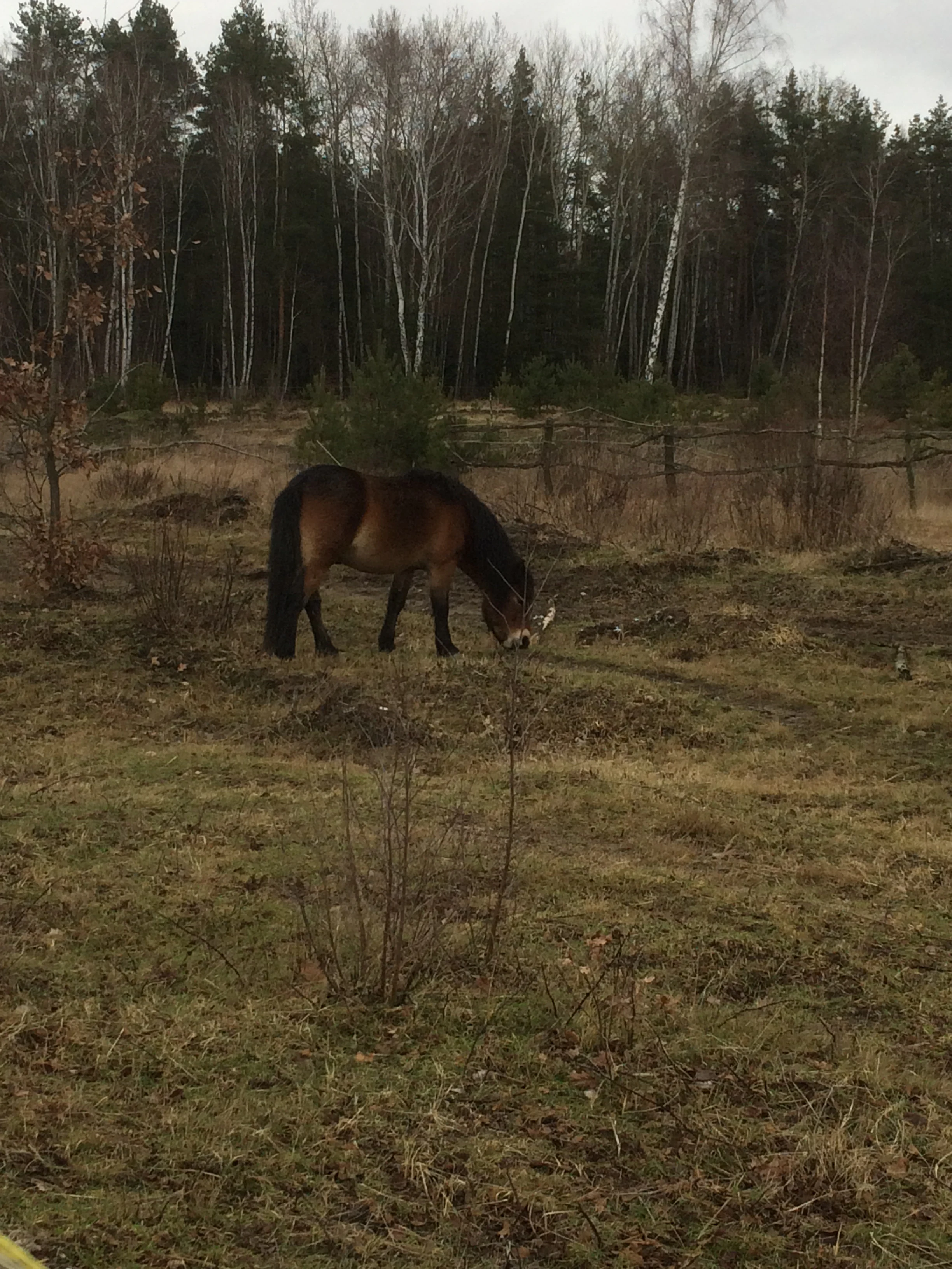A dark-coated pony grazing on a grassy field in front of a forest with bare trees under an overcast sky.
