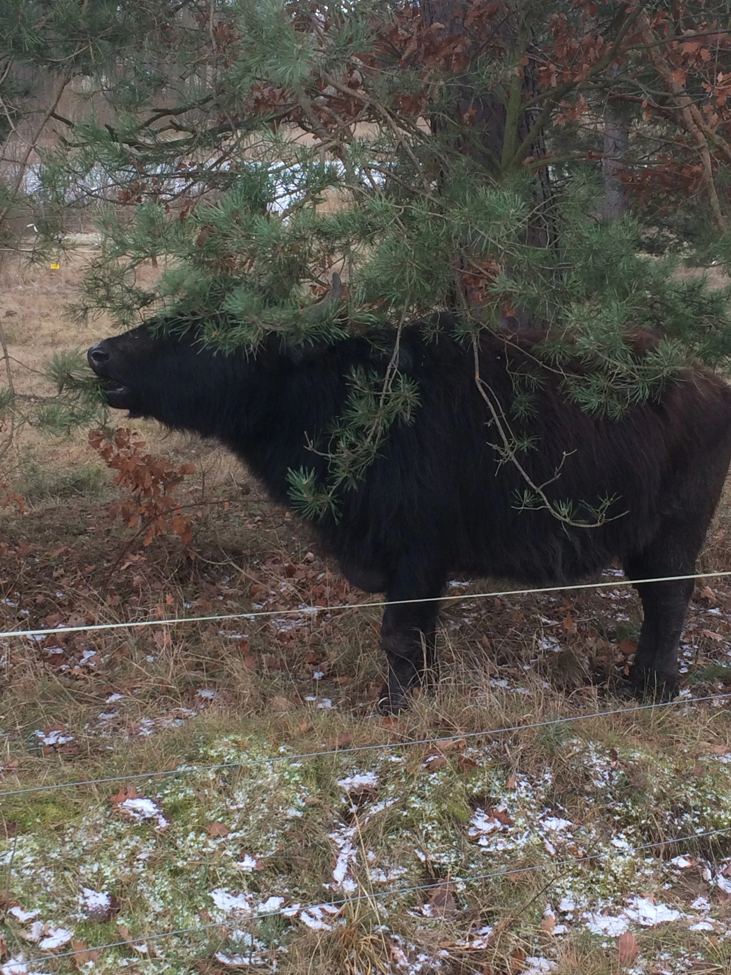 A black domestic water buffalo standing behind a thin wire fence, browsing on low-hanging pine branches in a grassy, partially snow-covered field.