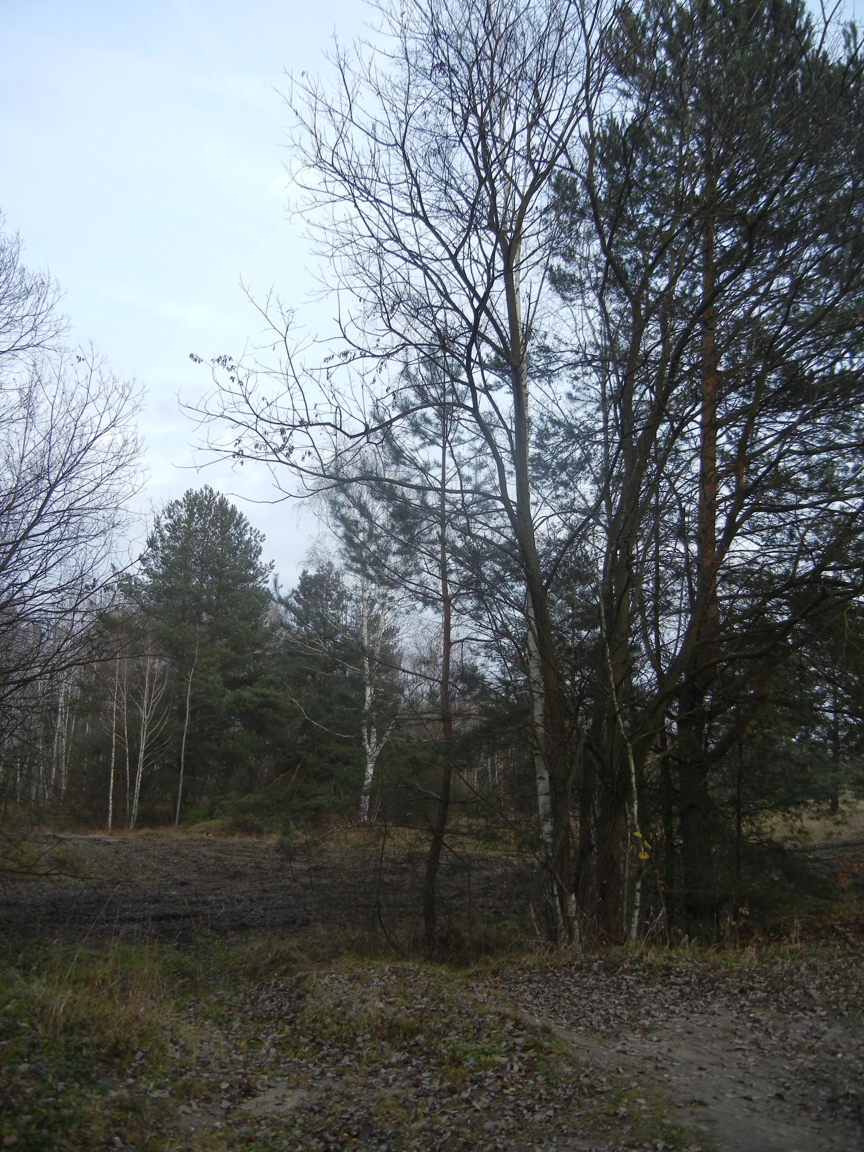 Disturbance in Na Plachte 3