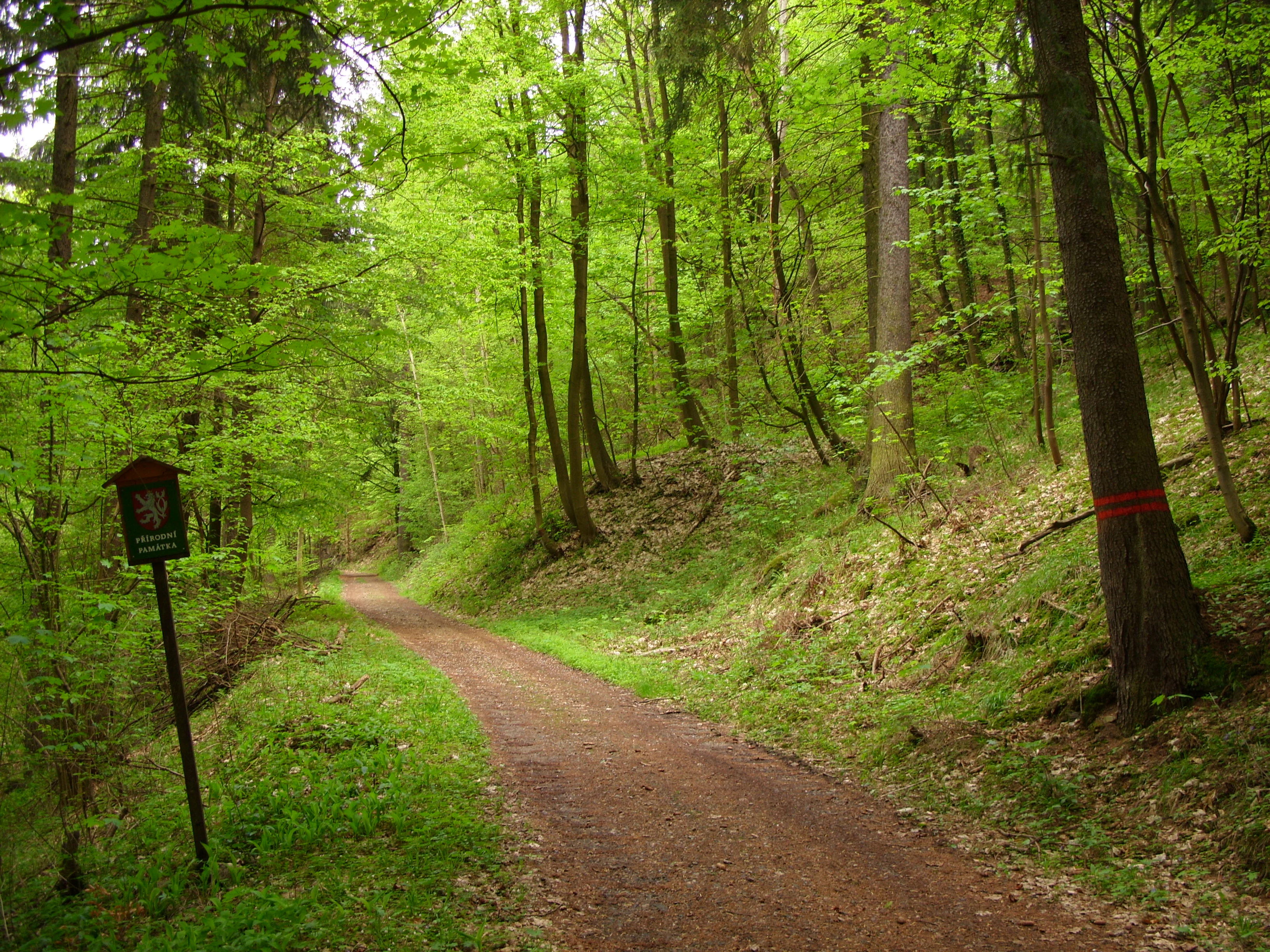 A dirt hiking trail leads into a lush, green deciduous forest at the Na Stříbrné natural monument, with a small park signage post on the left.