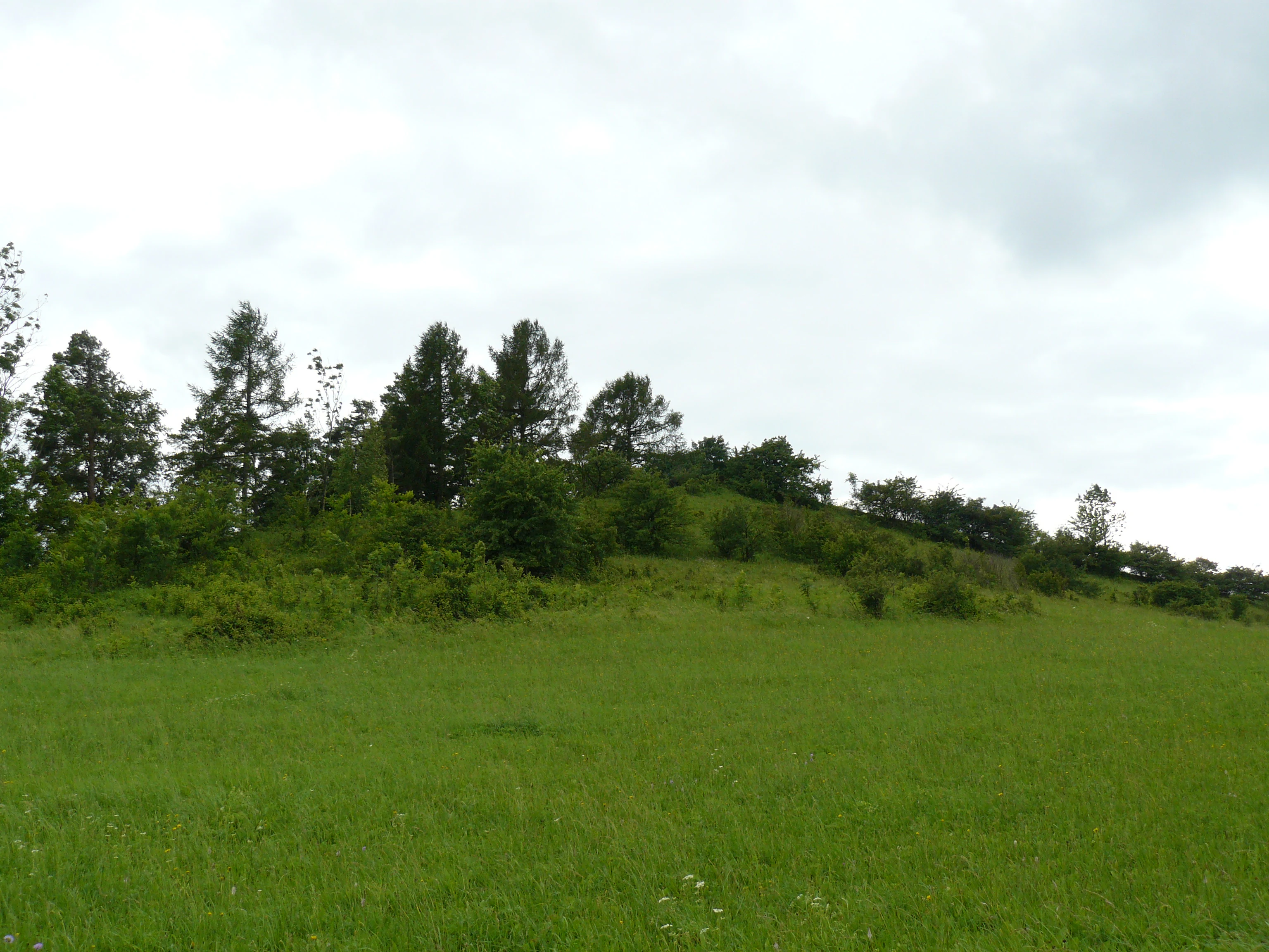 A view of a green, grassy slope with scattered trees and shrubs under a cloudy sky at the Na víně natural monument in the Czech Republic.