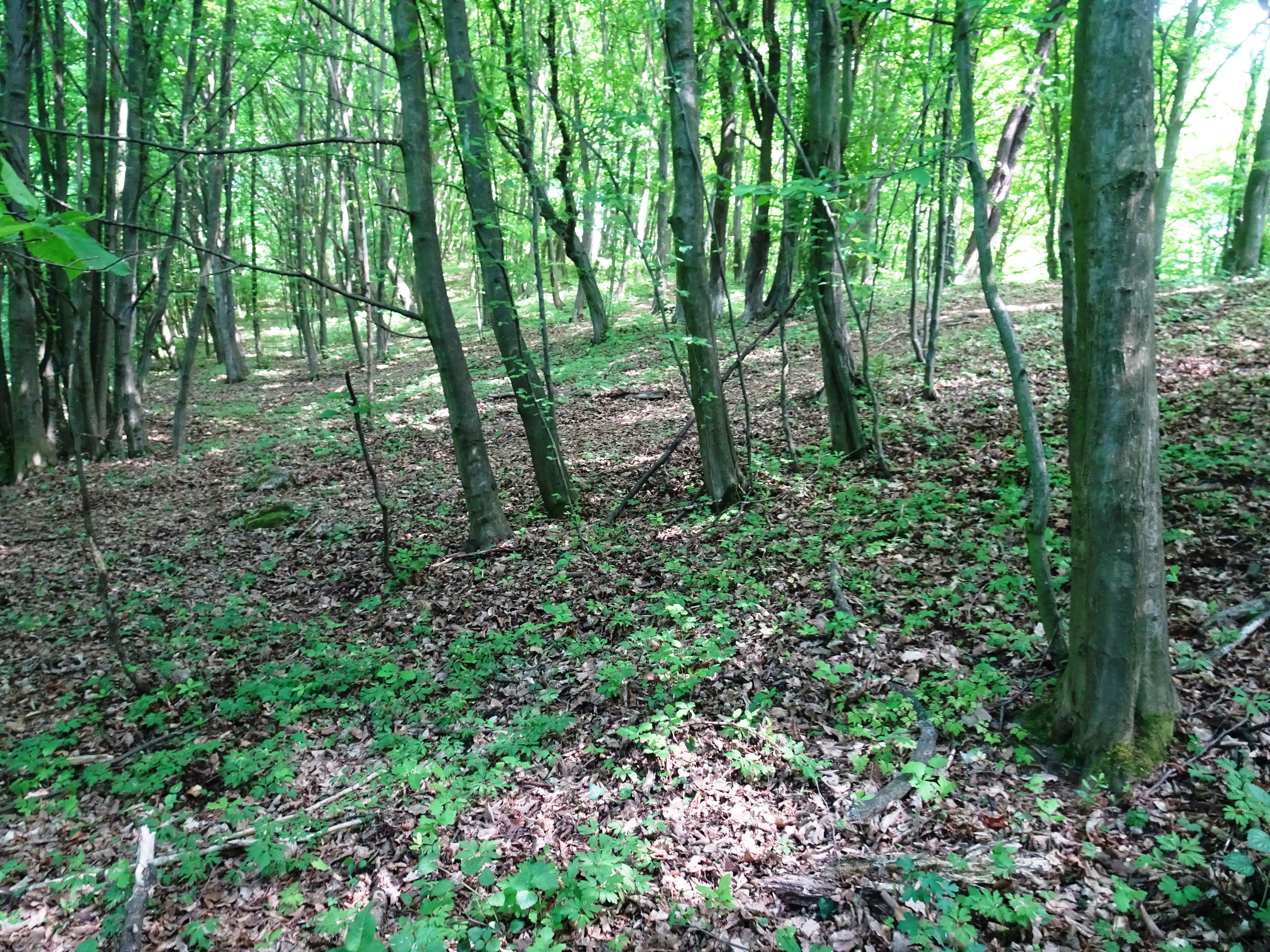 A view of a deciduous forest slope with numerous thin tree trunks and a ground layer of fallen leaves and low-growing green vegetation.