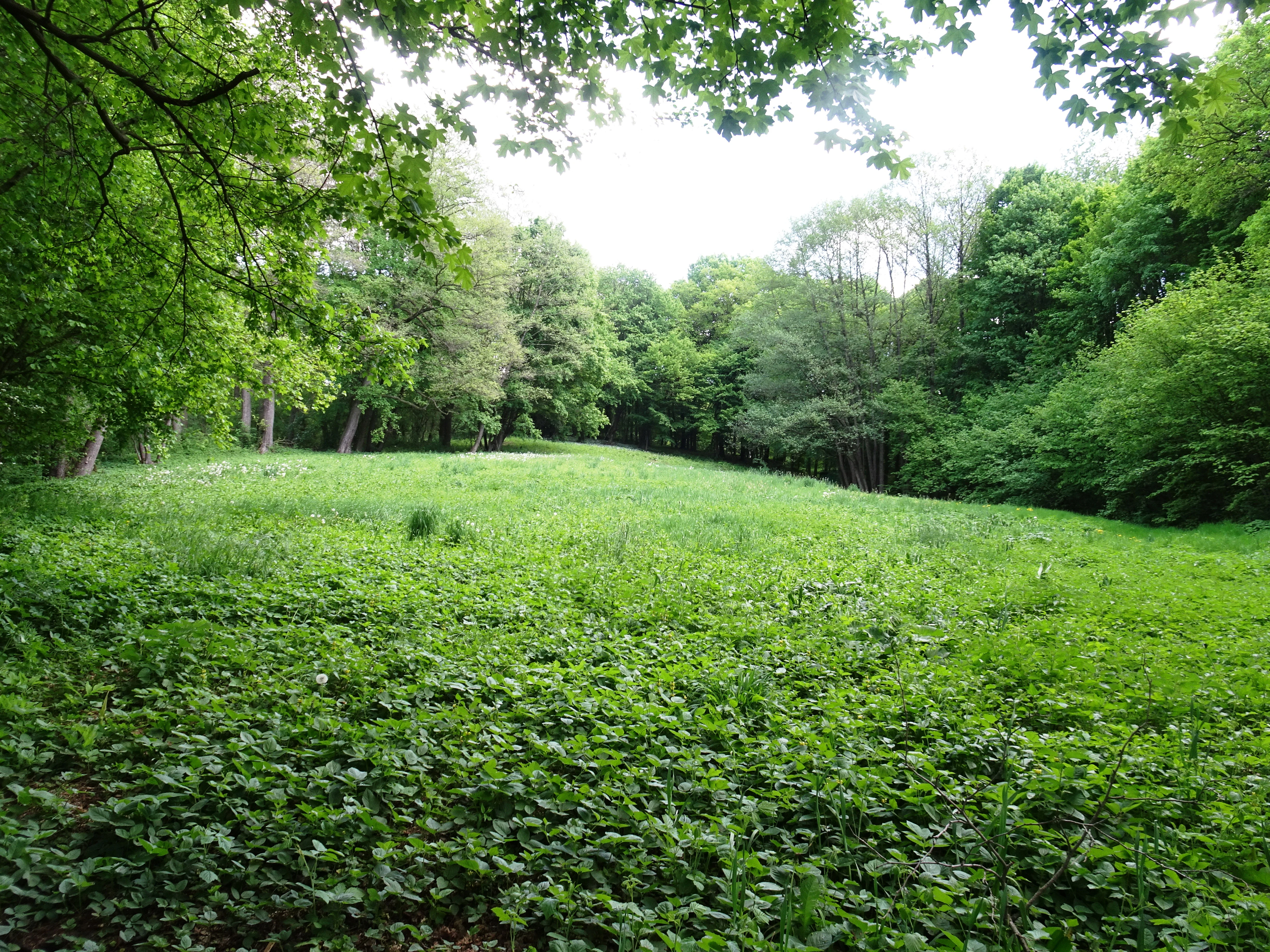 A green meadow surrounded by a deciduous forest, framed by overhanging tree branches at the top.