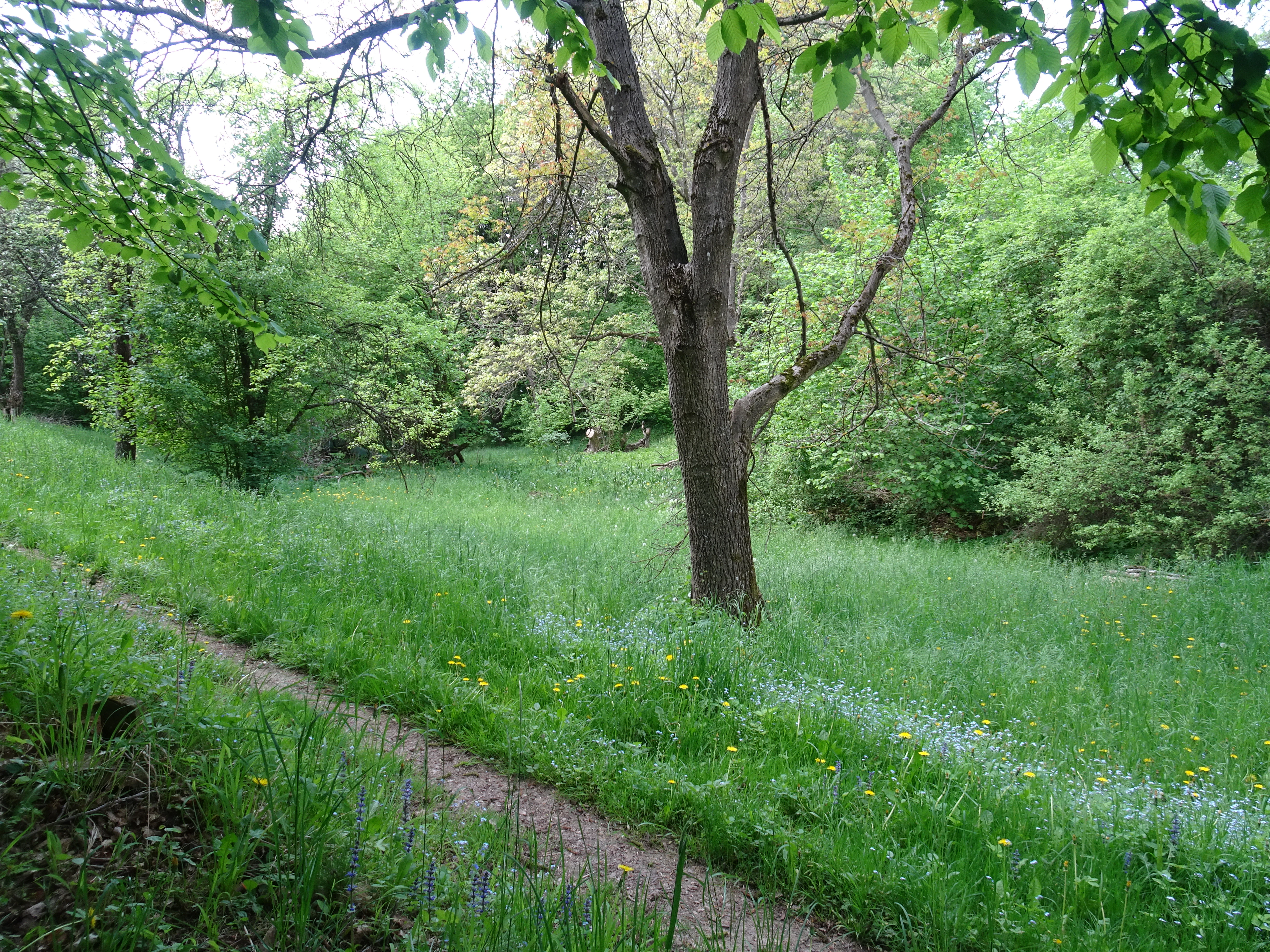 A dirt hiking trail curves through a vibrant green, grassy meadow flanked by mature trees and lush forest undergrowth.