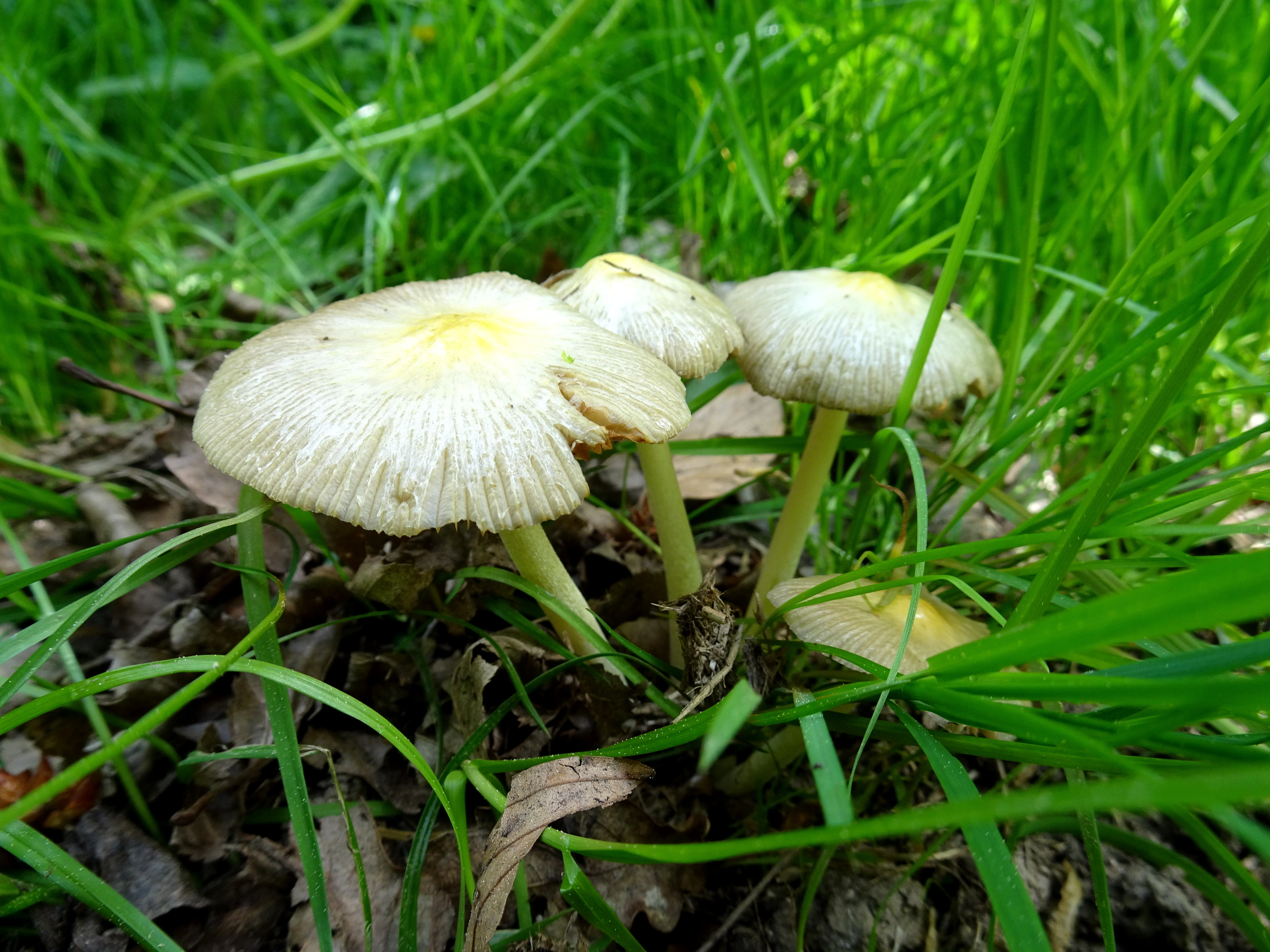 A small group of light-colored, delicate mushrooms with pale caps emerging from green grass and leaf litter.