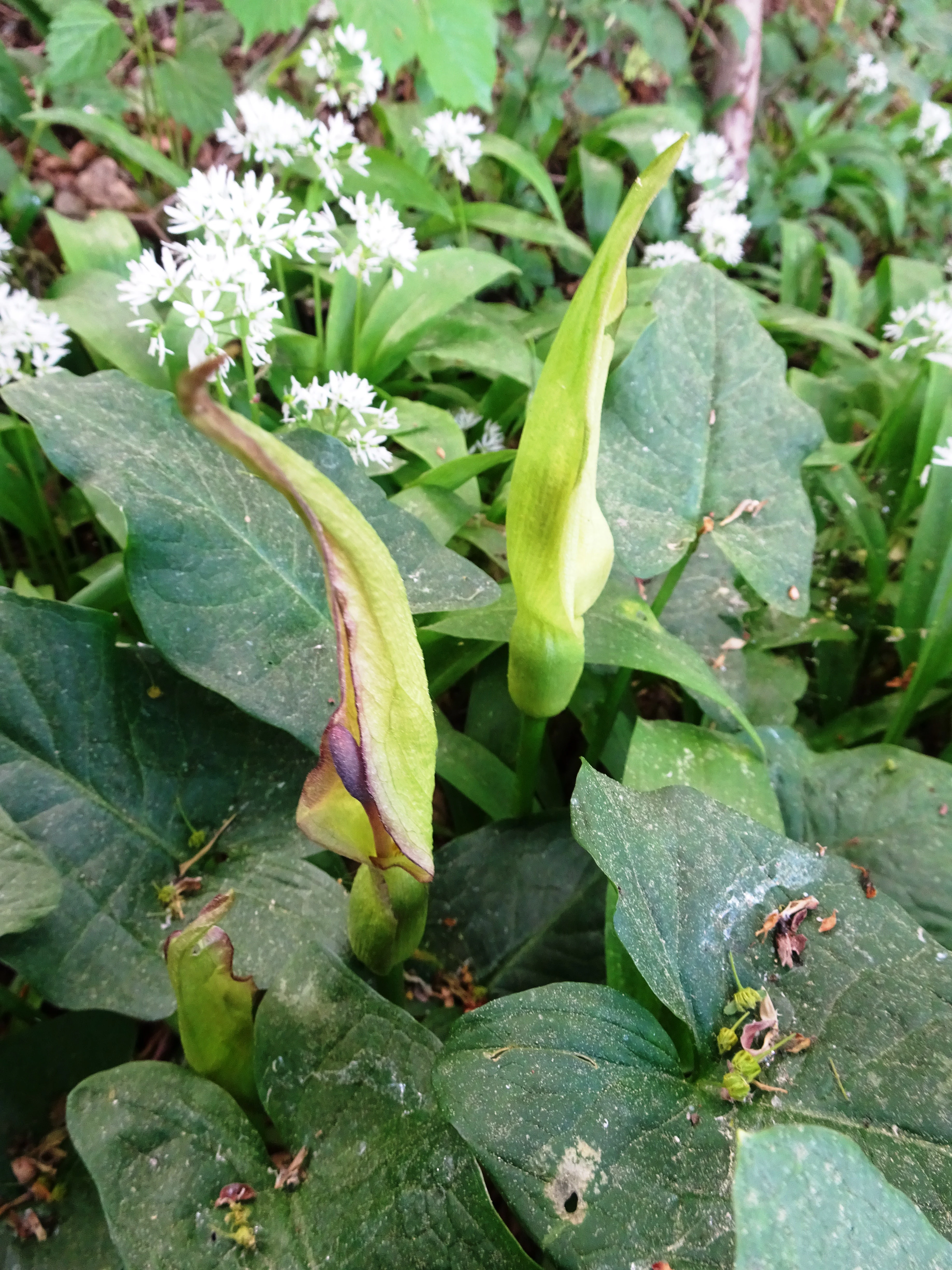 Close up view of two Arum maculatum plants with pale green spathes surrounded by clusters of small white wild garlic flowers in a forest setting.