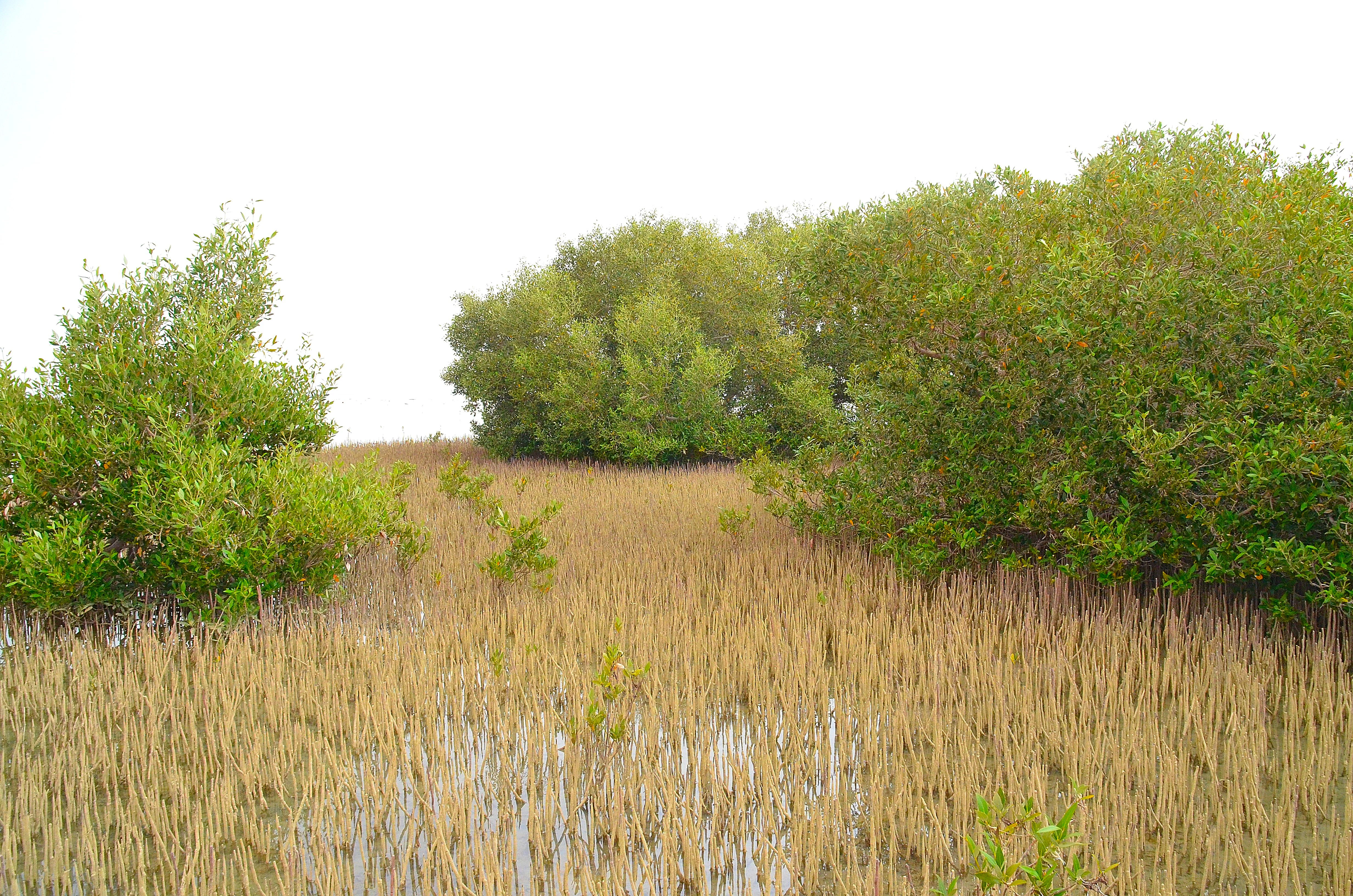 Mangrove vegetation with tall reeds and trees in a coastal wetland area