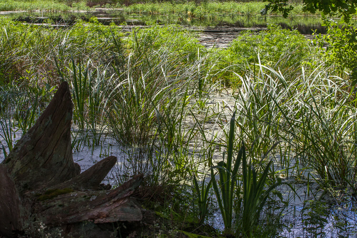 A close-up view of a pond with reeds and long grasses growing in shallow, murky water. A large, weathered tree stump sits in the foreground on the left, and lush greenery fills the background.