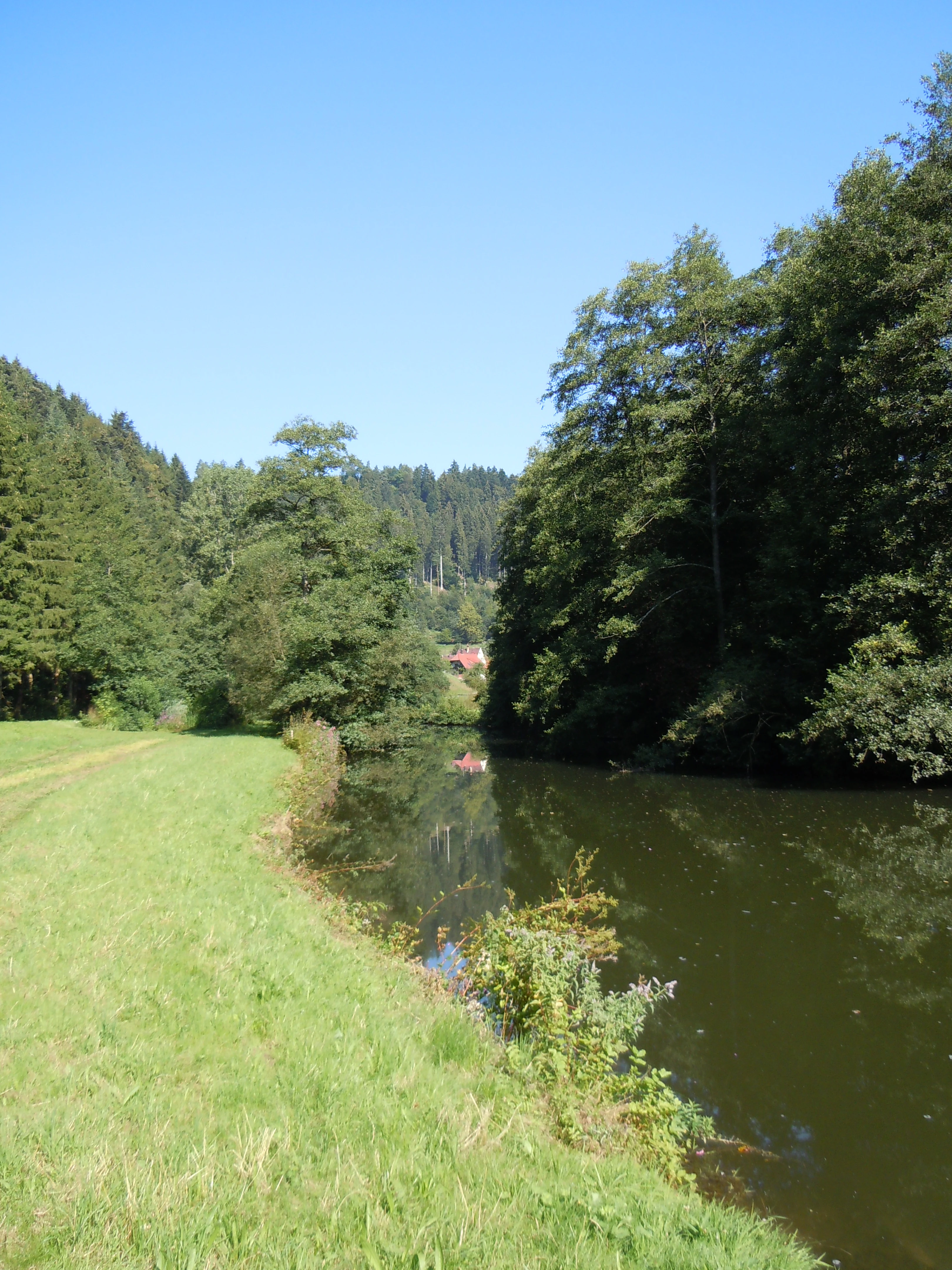 A peaceful, sunlit scene featuring the calm, reflective Nagold river winding past a grassy meadow, bordered by dense deciduous and coniferous forest under a clear blue sky.