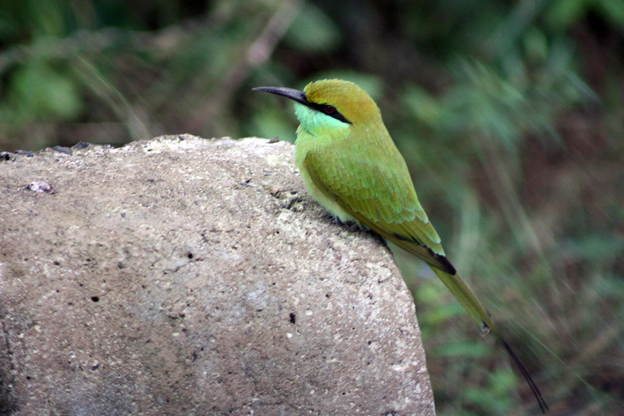 A green bee-eater bird with distinctive black eye-stripe perched on a rounded grey stone with a blurred green background.