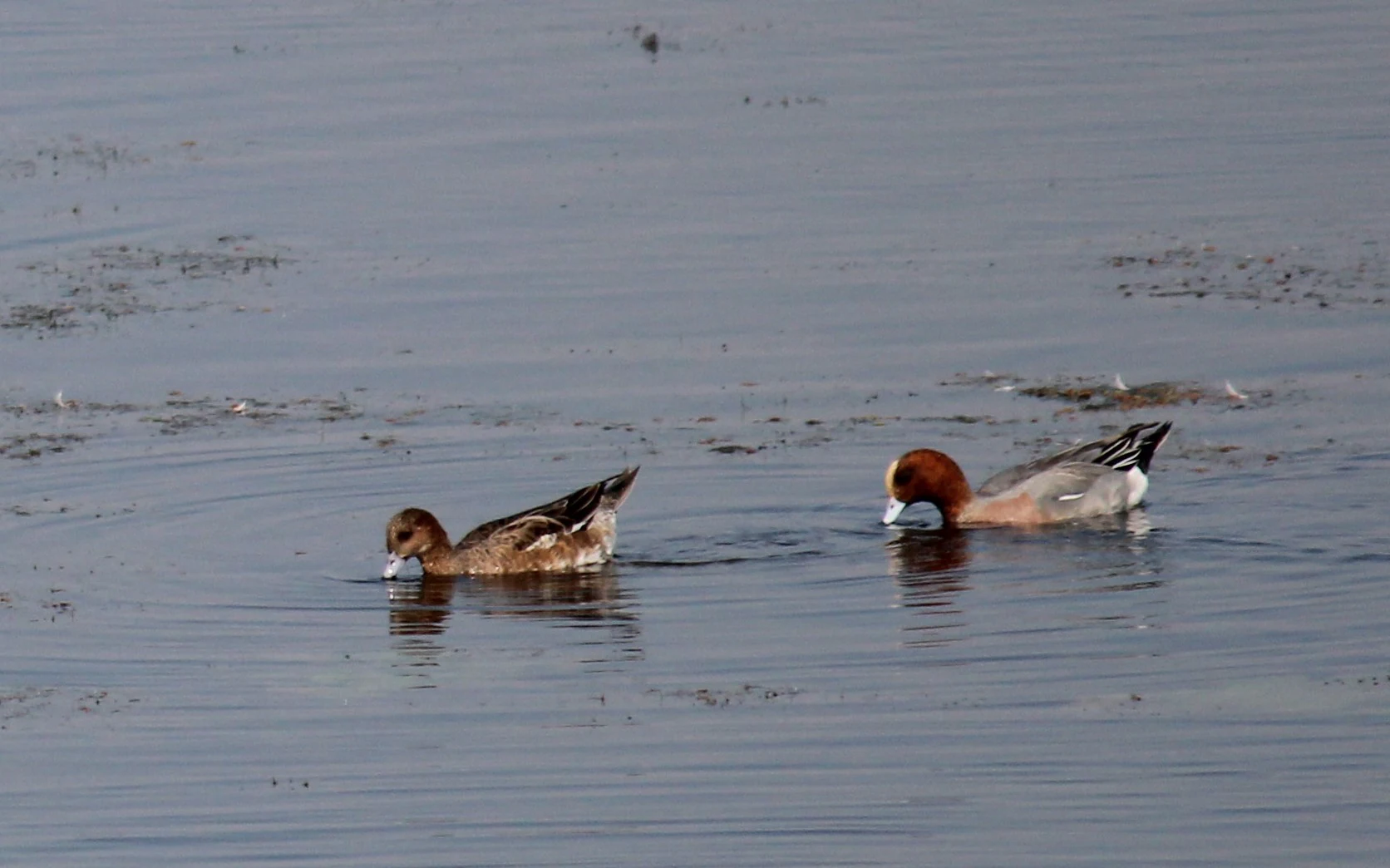 Two ducks swimming in calm, still water. One is a male Eurasian Wigeon with a distinctive chestnut-colored head and cream-colored crown, and the other is a female in mottled brown plumage.