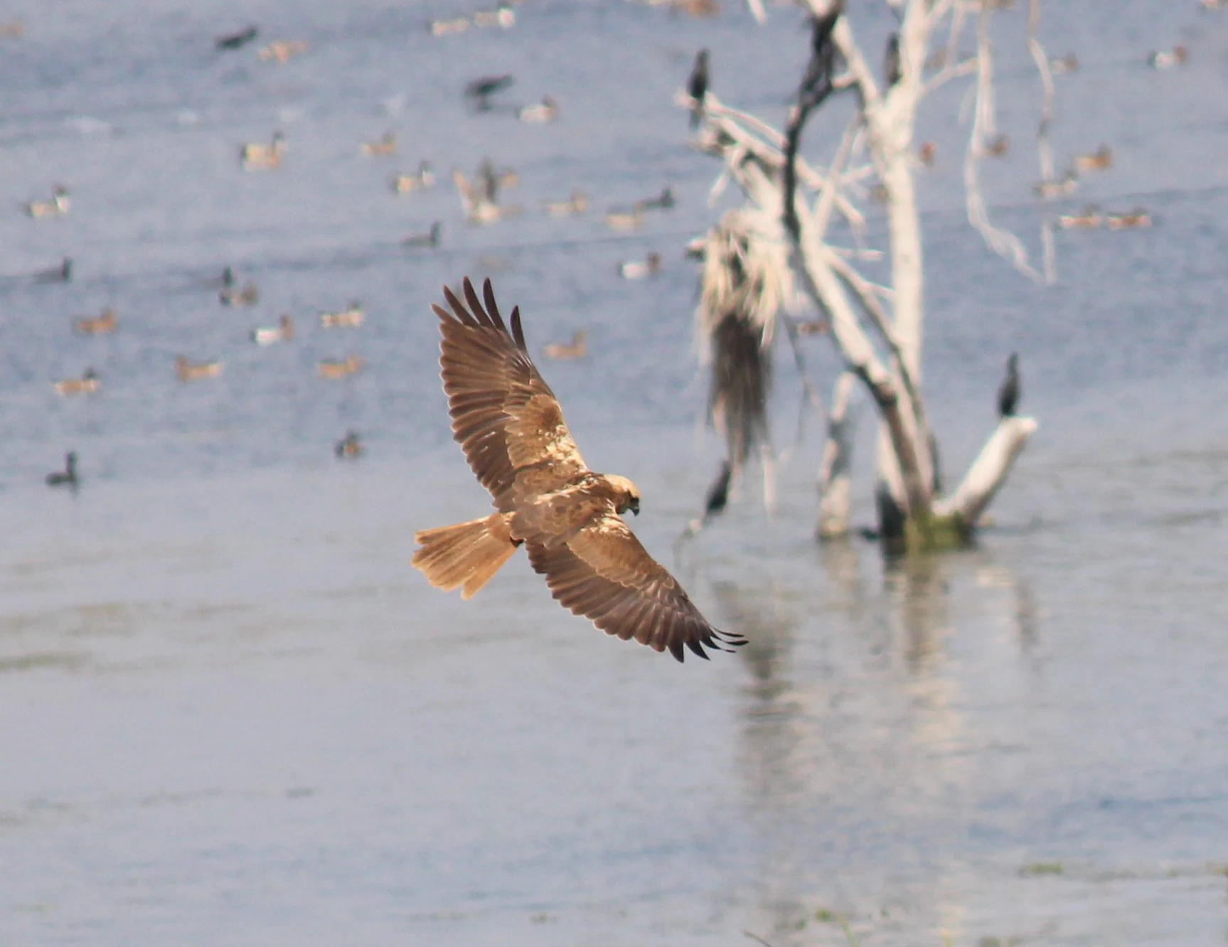 A brown female marsh harrier bird of prey flying over water with a dead white tree and other distant birds in the background.