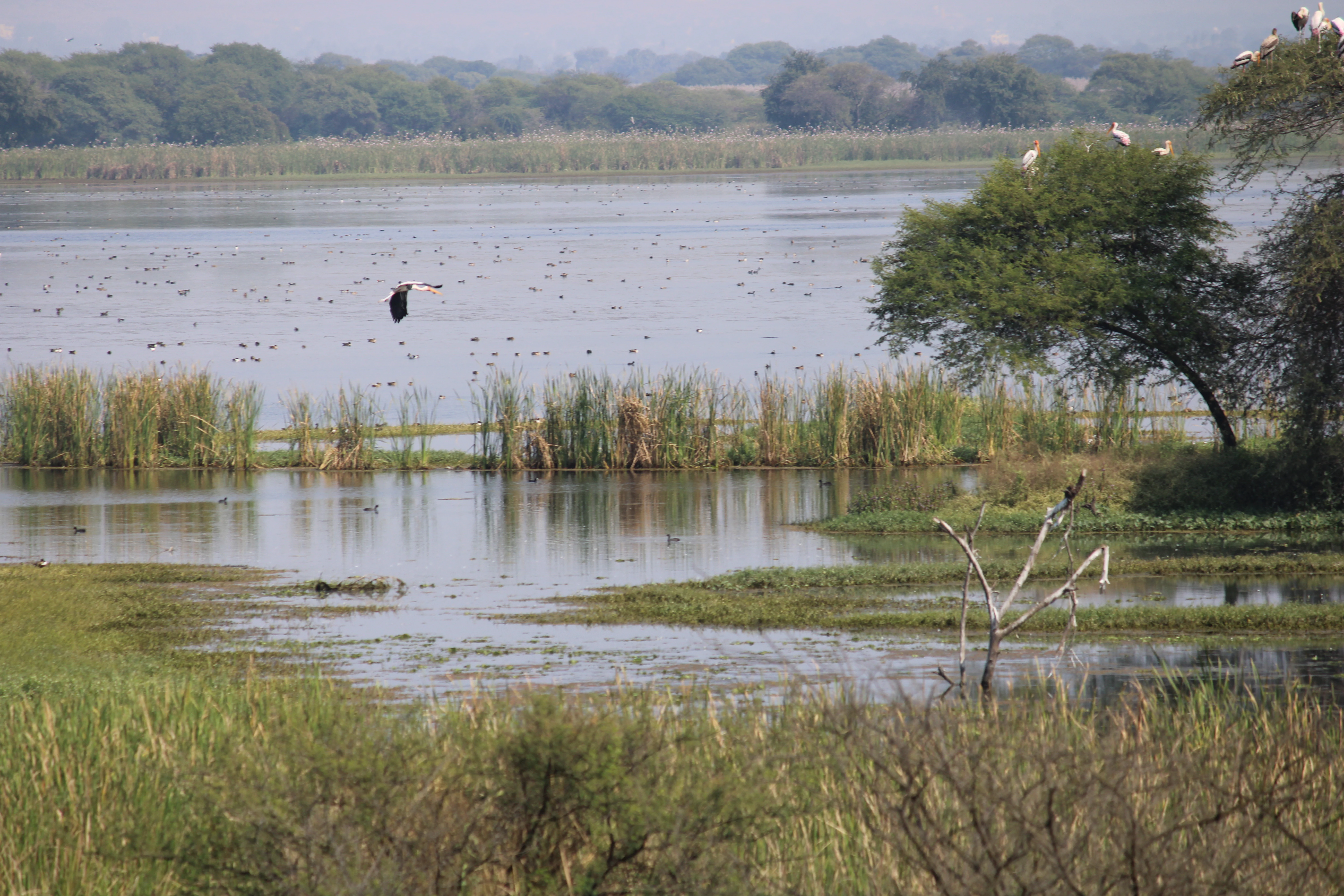 A wide shot of a wetland landscape with tall grasses, calm water, and trees where birds are resting and flying.
