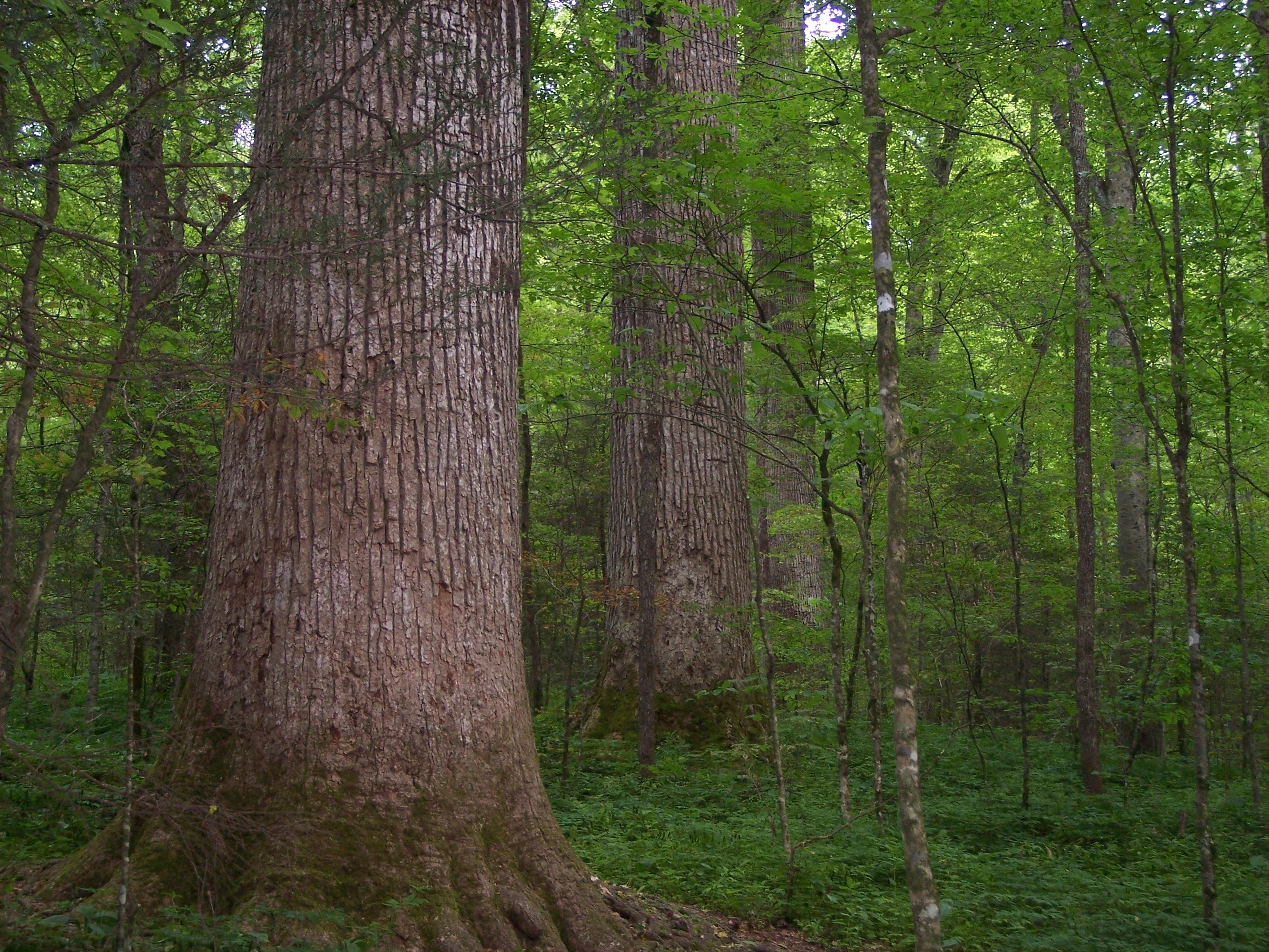 Close-up view of the thick, textured trunks of massive old-growth trees in a lush, green deciduous forest.