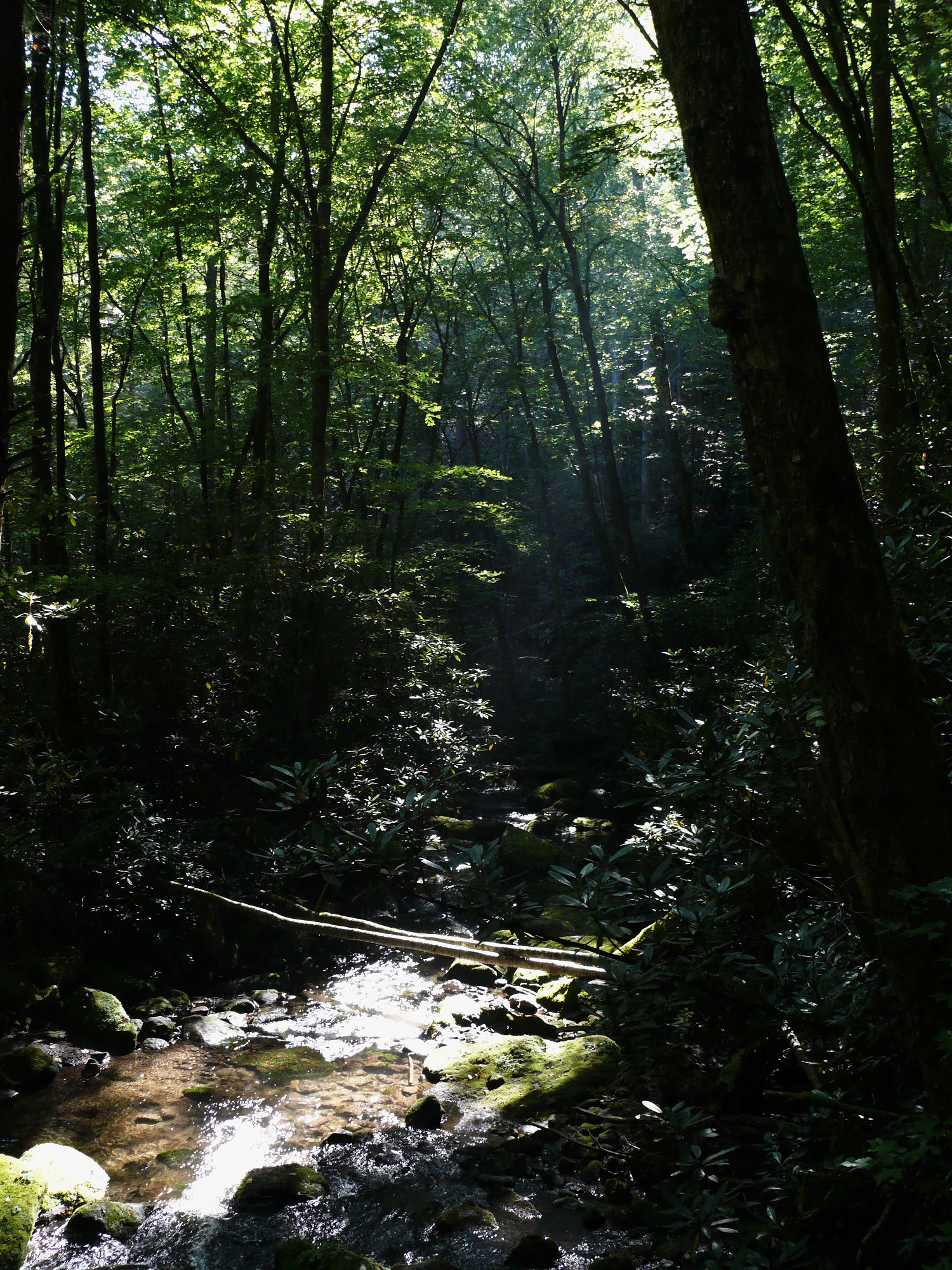 A small, rocky mountain stream flows through a dense, sun-dappled hardwood forest with light rays piercing the canopy.