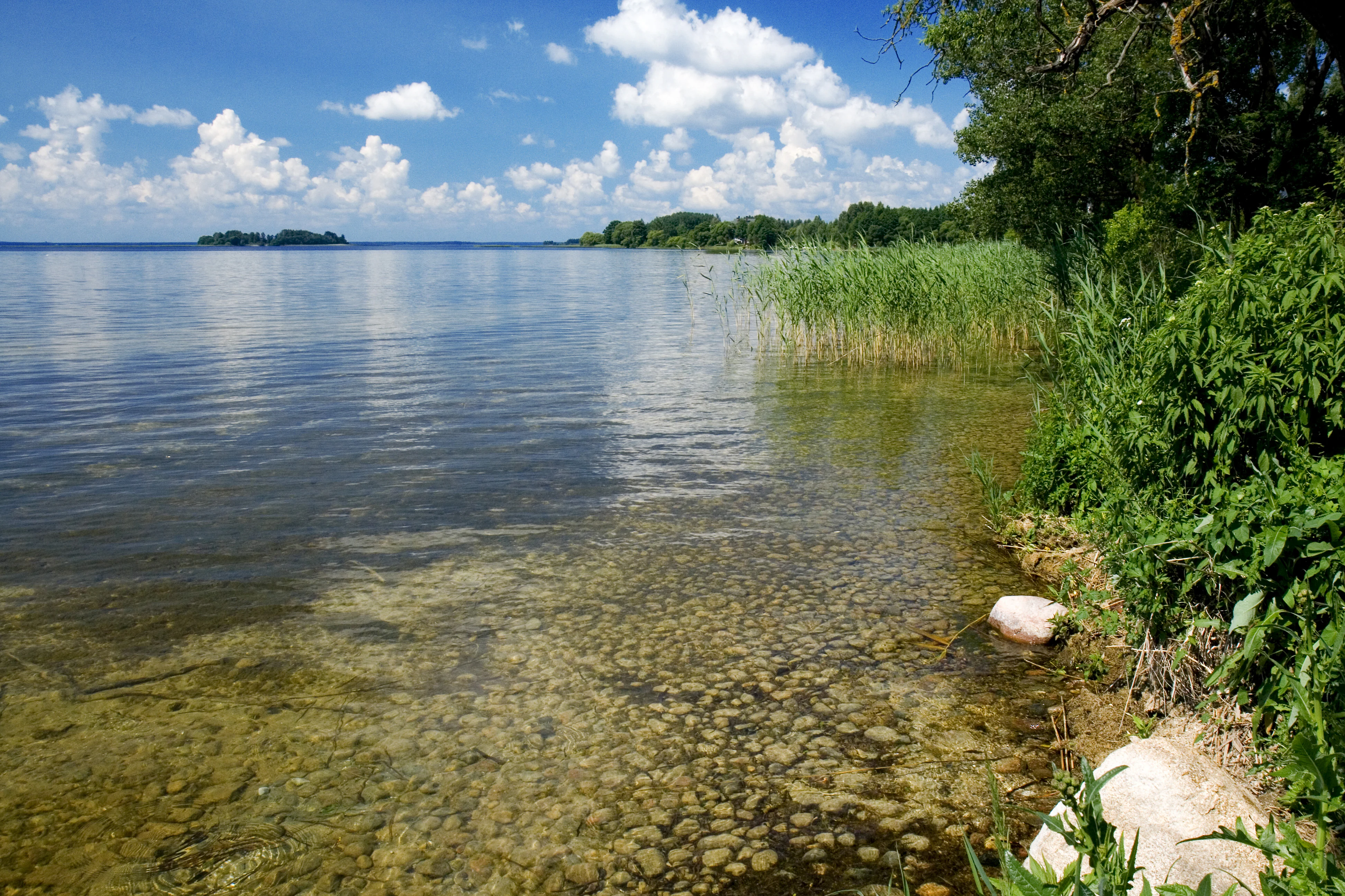 Clear water shoreline of Lake Narach with visible rocks, reeds, and trees along the bank