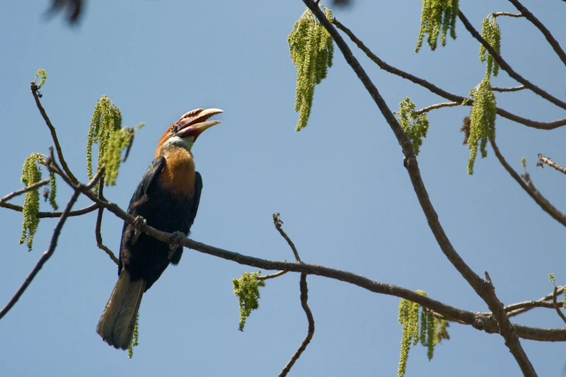 A Narcondam hornbill bird with a dark body, pale throat, and large bill perched on a thin tree branch against a clear blue sky.