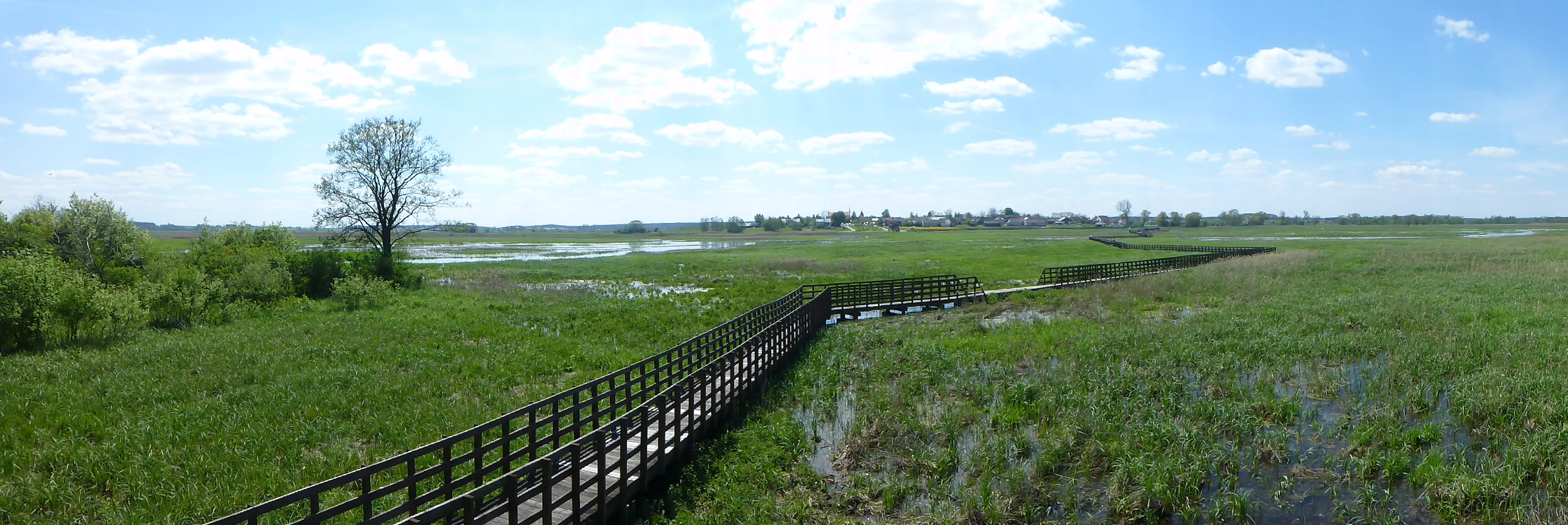 A wide panoramic view of a long wooden boardwalk crossing a vast green wetland area under a bright sky with scattered clouds in Narew National Park.