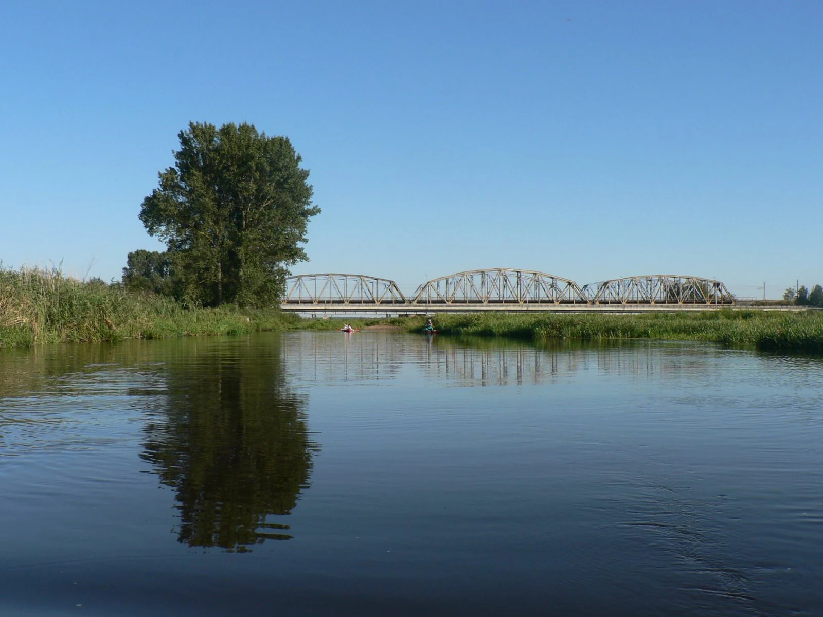 A wide view of the Narew River with a metal truss bridge crossing it in the distance; a large tree stands on the grassy bank in the foreground.