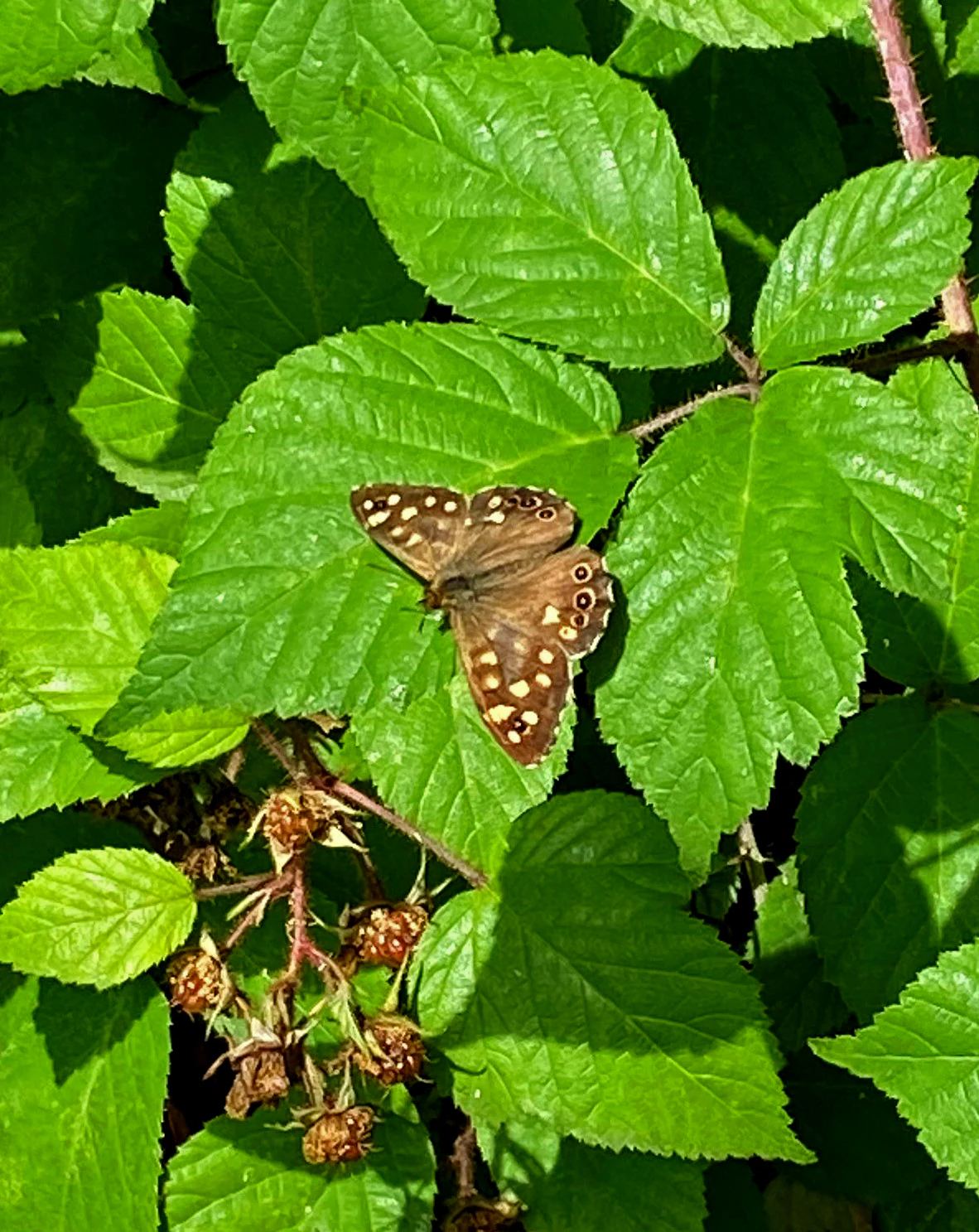 A brown butterfly with cream colored spots resting on serrated green leaves.