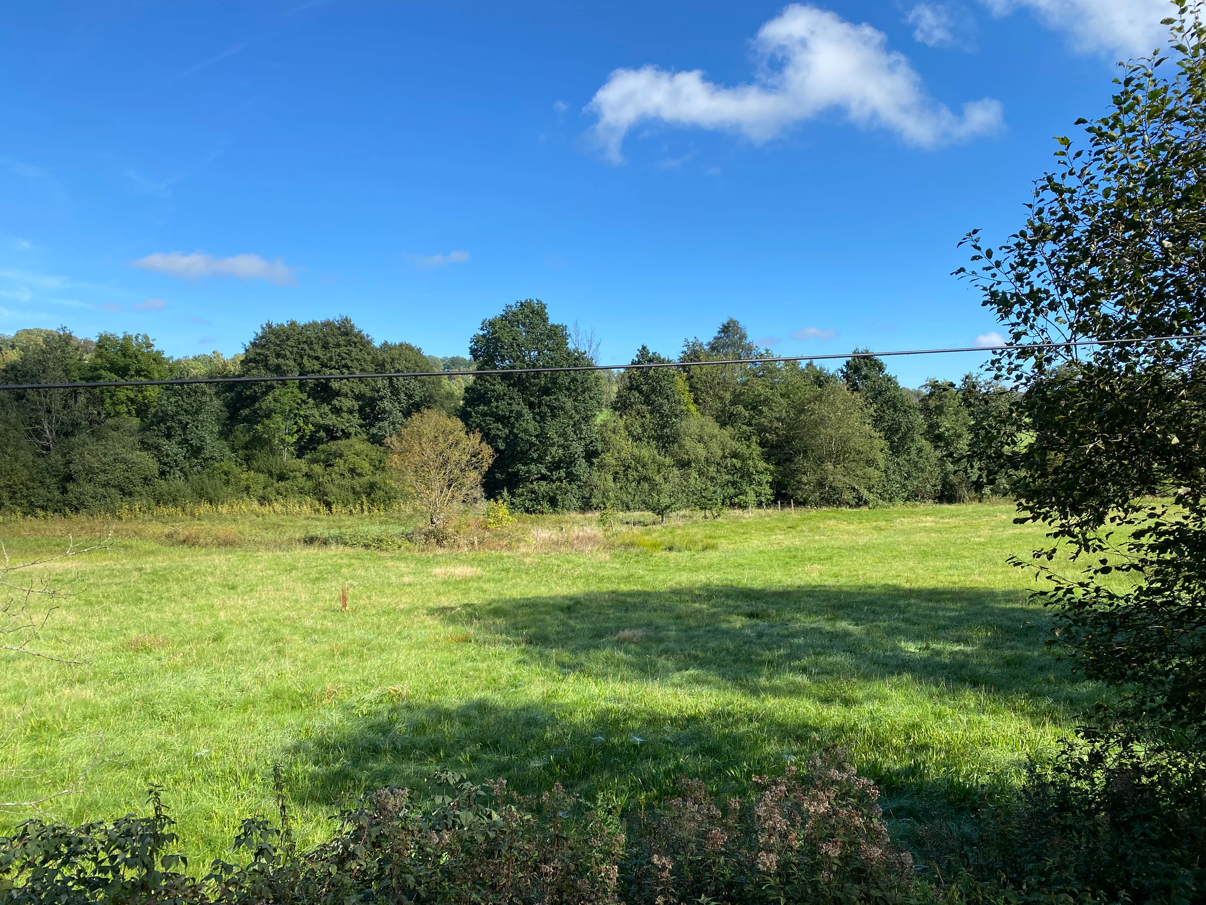 A green open meadow surrounded by trees under a blue sky with scattered white clouds.