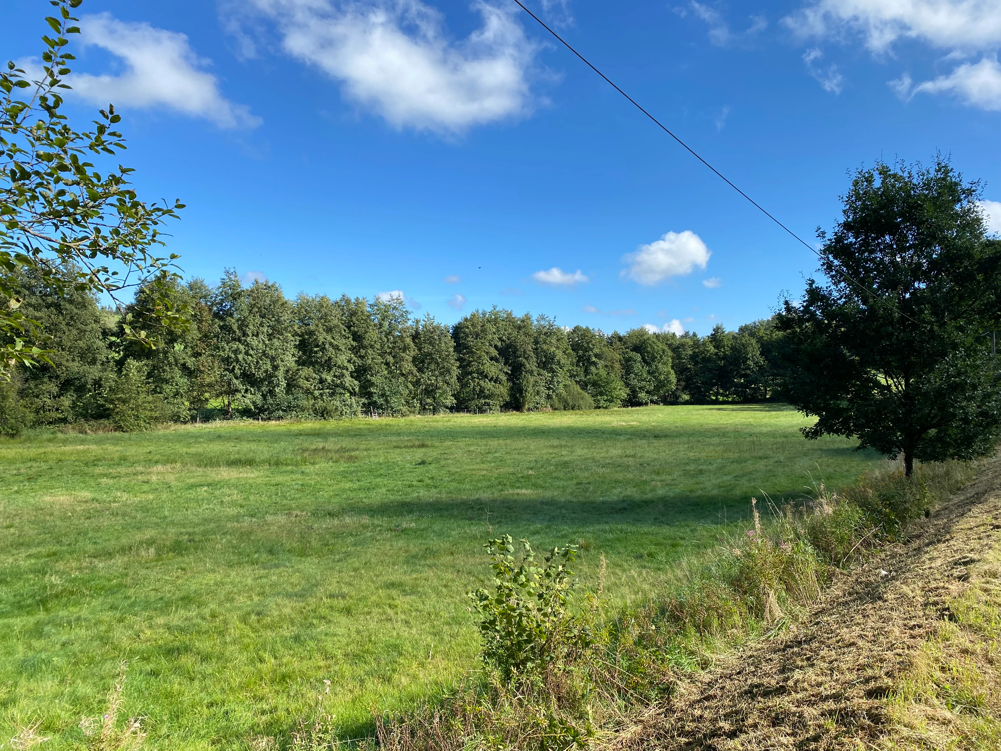 A wide view of an open green meadow bordered by a line of mature trees under a blue sky with scattered white clouds.