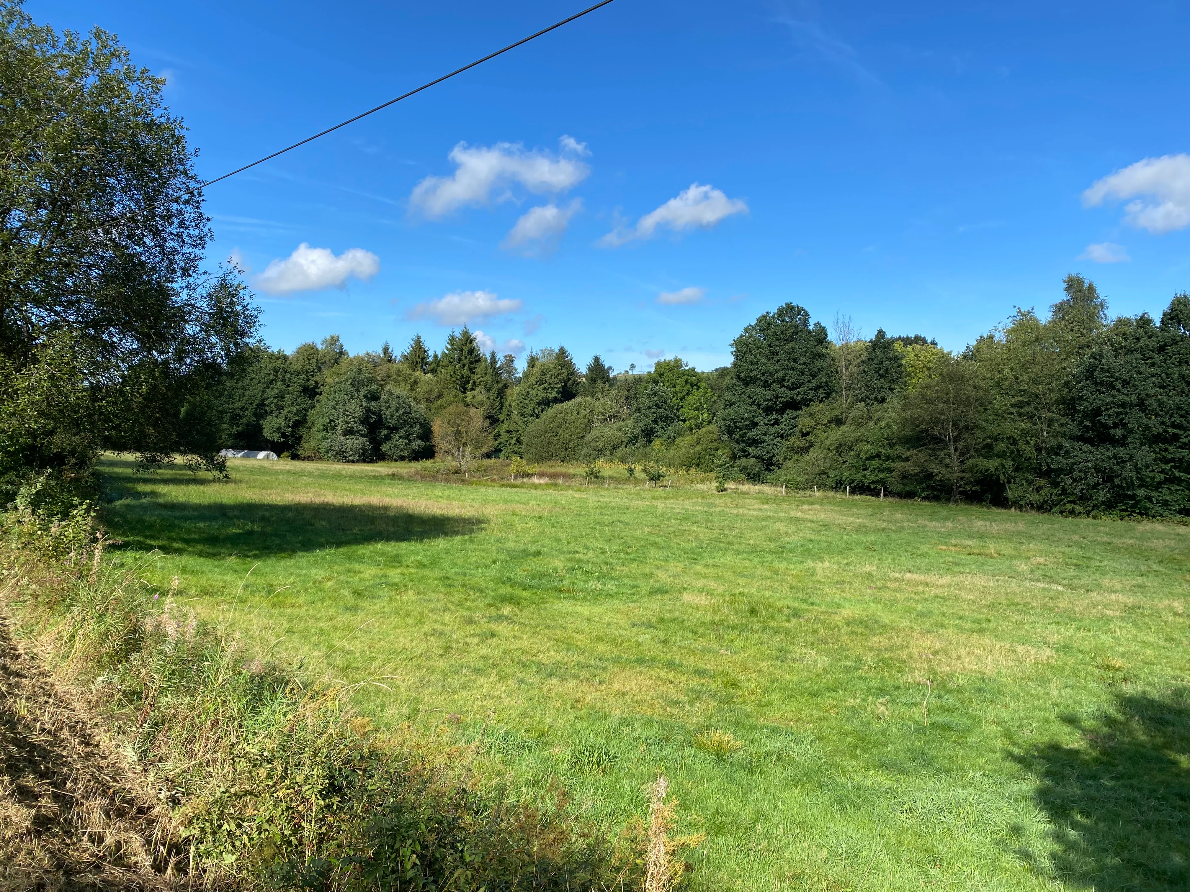A sunny, open green meadow in the foreground with a dense wall of deciduous trees in the background under a blue sky.