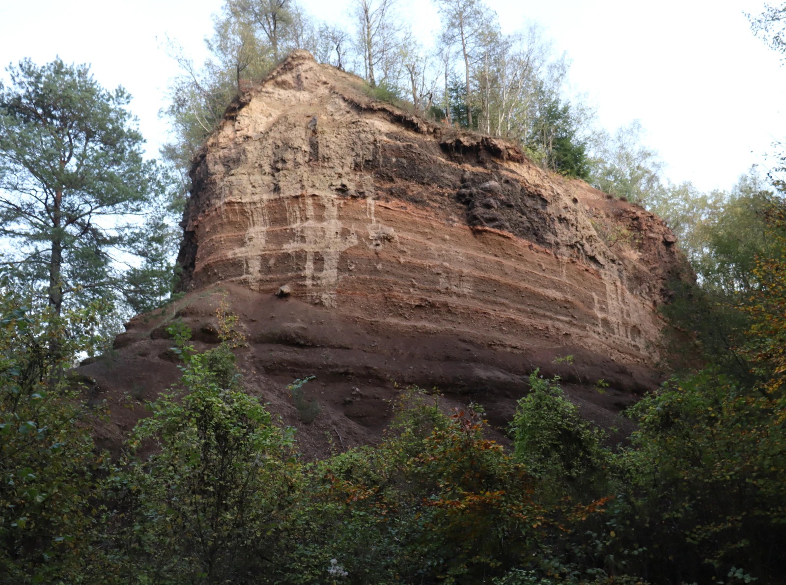A steep, layered volcanic rock formation rising above a forest floor, displaying reddish-brown soil and tuff strata within a quarry setting.