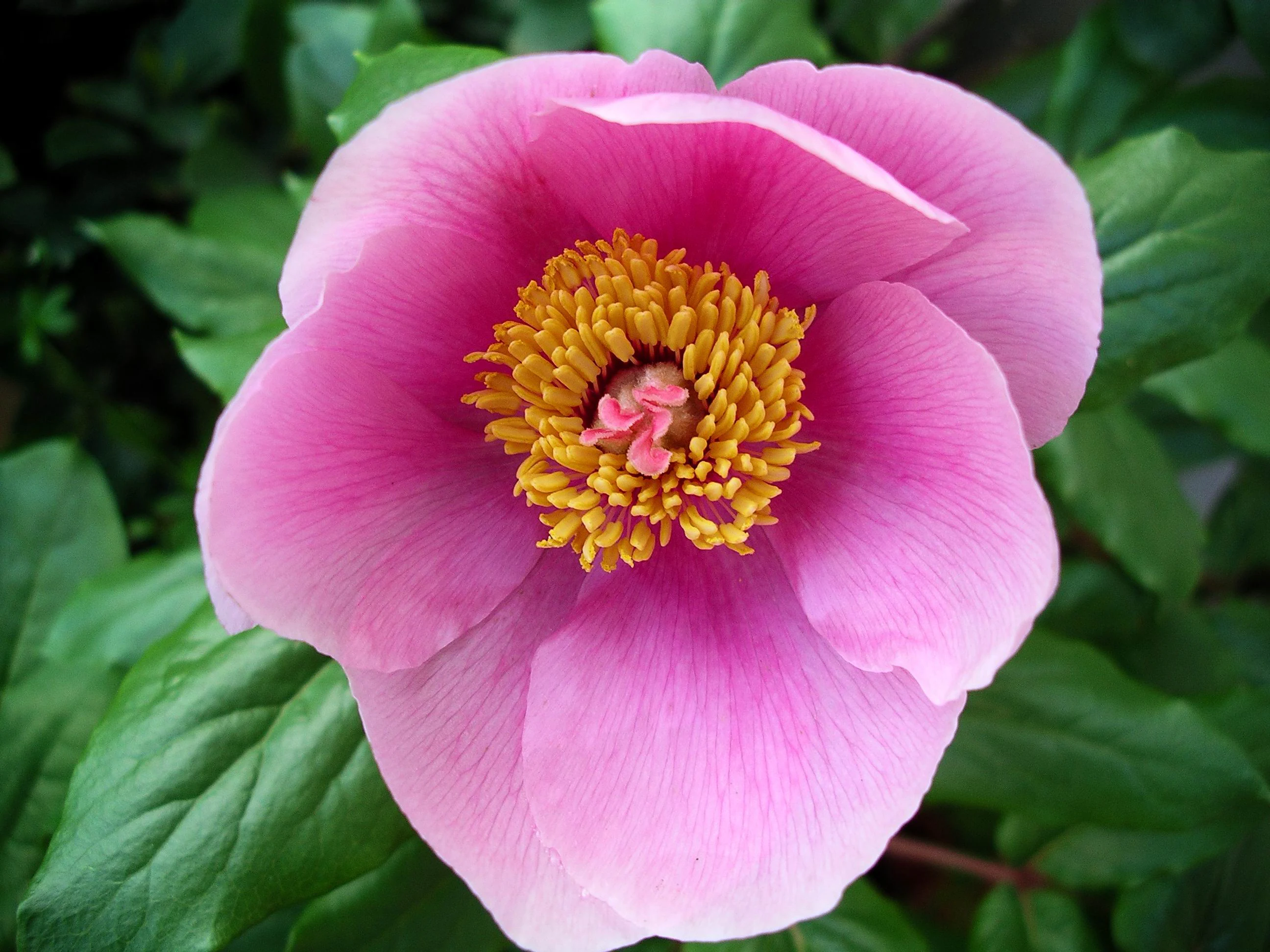 A close-up of a pink peony flower with yellow stamens and green leaves in the background