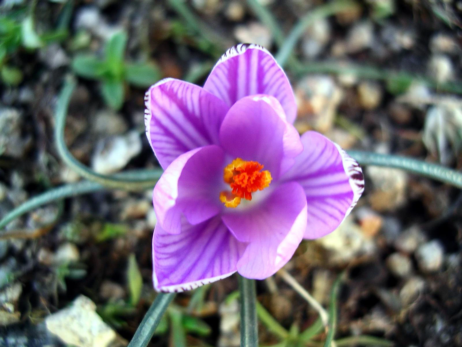 Close-up of a purple crocus flower with white stripes and orange center growing among rocks and sparse grass