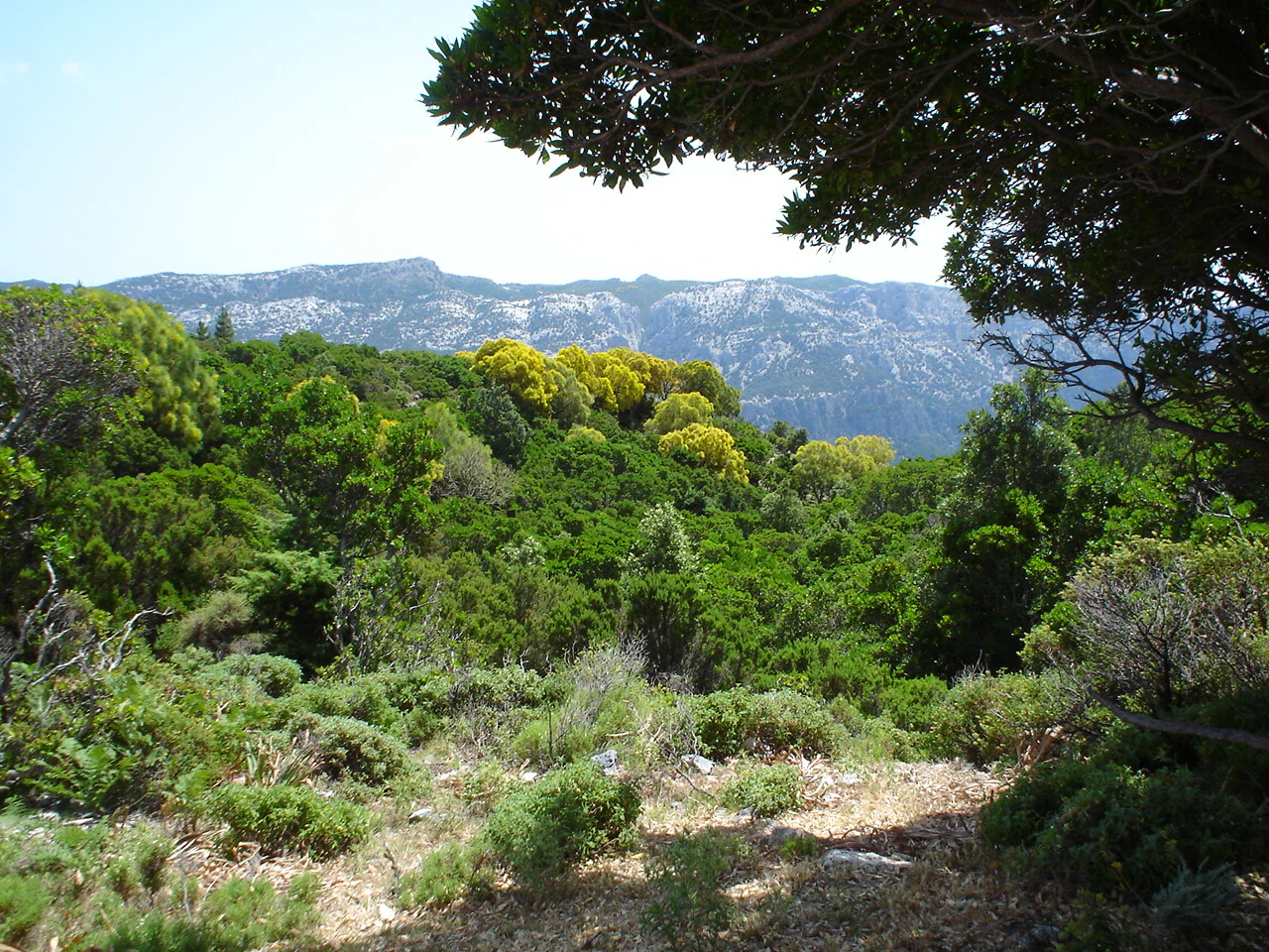 Dense green forest with rocky mountains in the distance under a clear sky