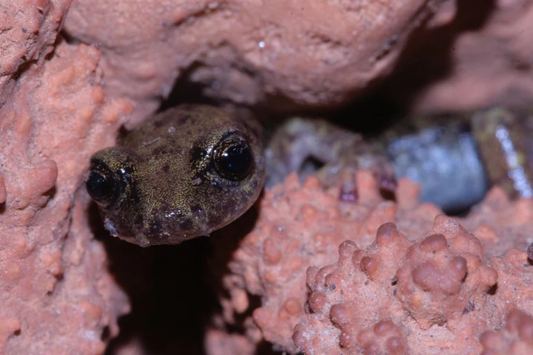 Close-up of a brown salamander with large eyes peeking from a rocky crevice