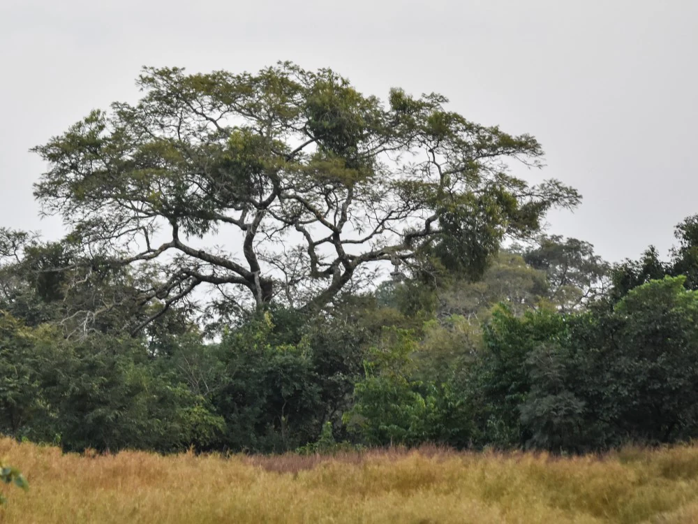 Large tree with sprawling branches in a grassy savanna landscape with dense vegetation in the background under an overcast sky
