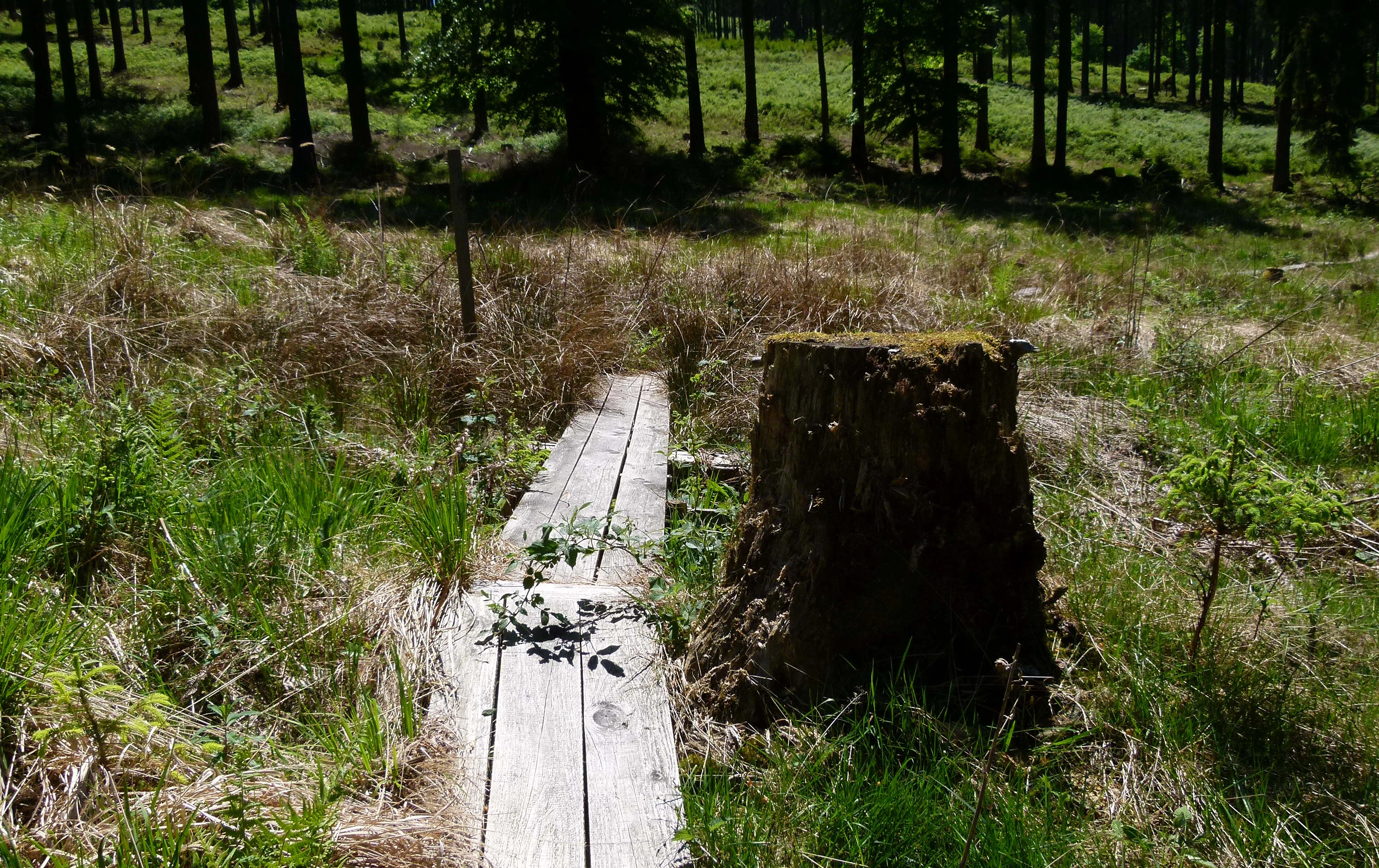 A weathered wooden plank boardwalk stretches through a marshy bog area, passing by a large, dark tree stump in the foreground, with a forest in the background.