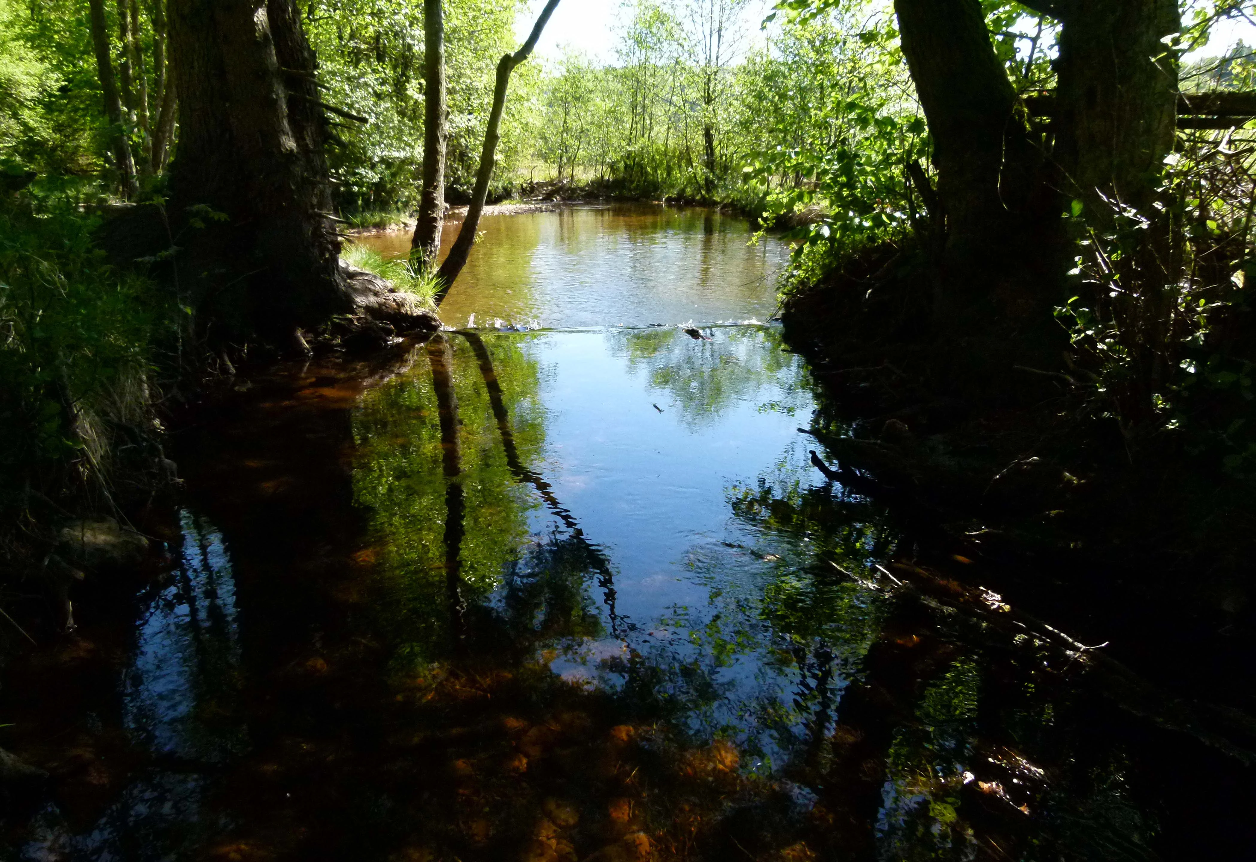 A peaceful, narrow stream flows through a lush, green forest, with trees framing the dark water and creating reflections on the surface.